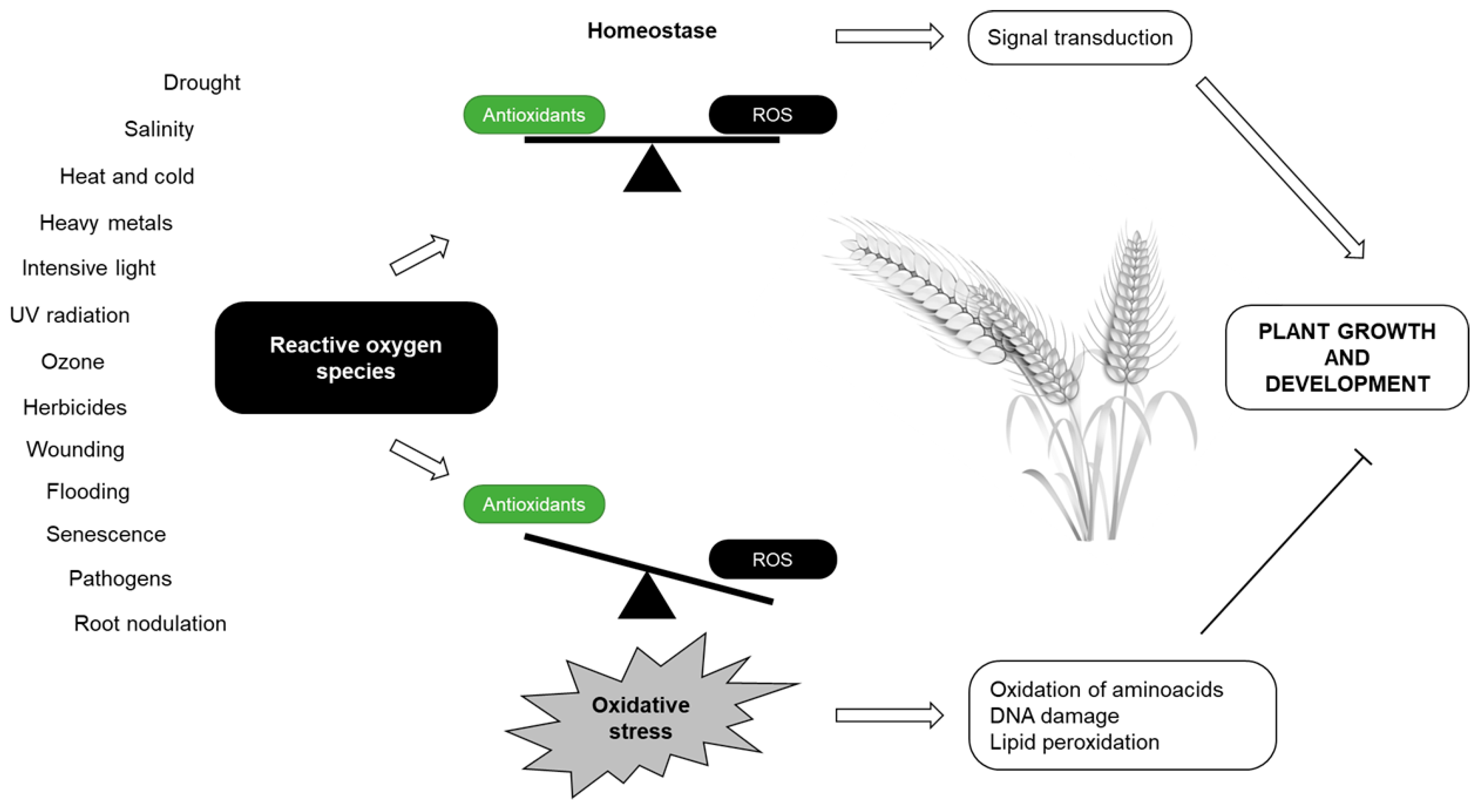 Plants 12 01666 g001 Plants 12 01666 g001