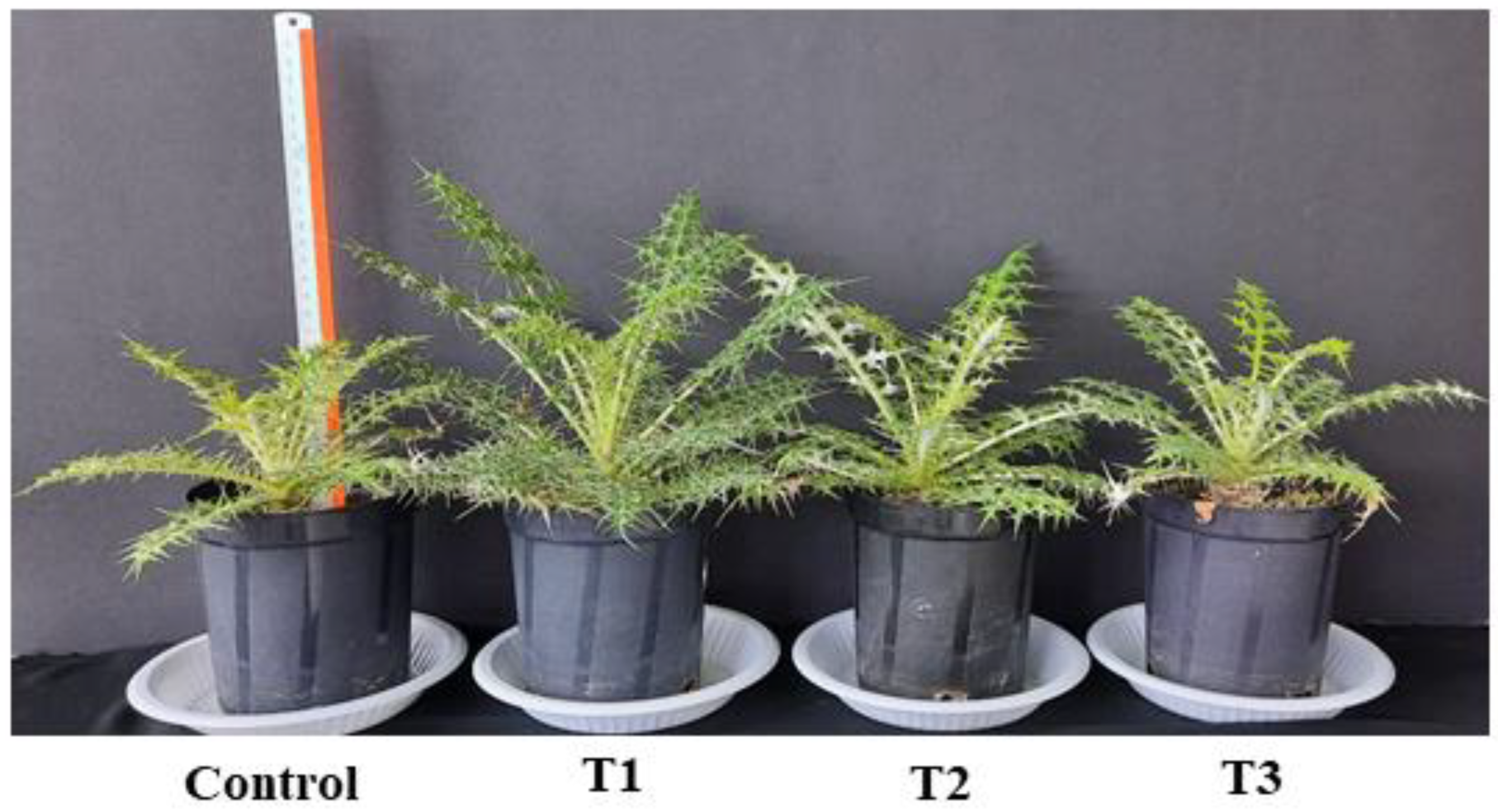 Plants 12 01669 g004