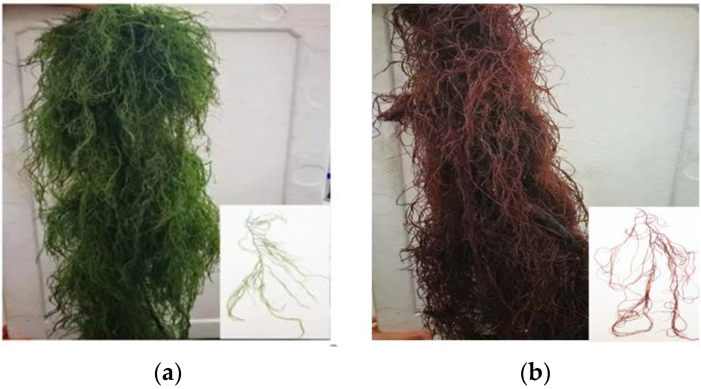 Plants 12 01670 g001