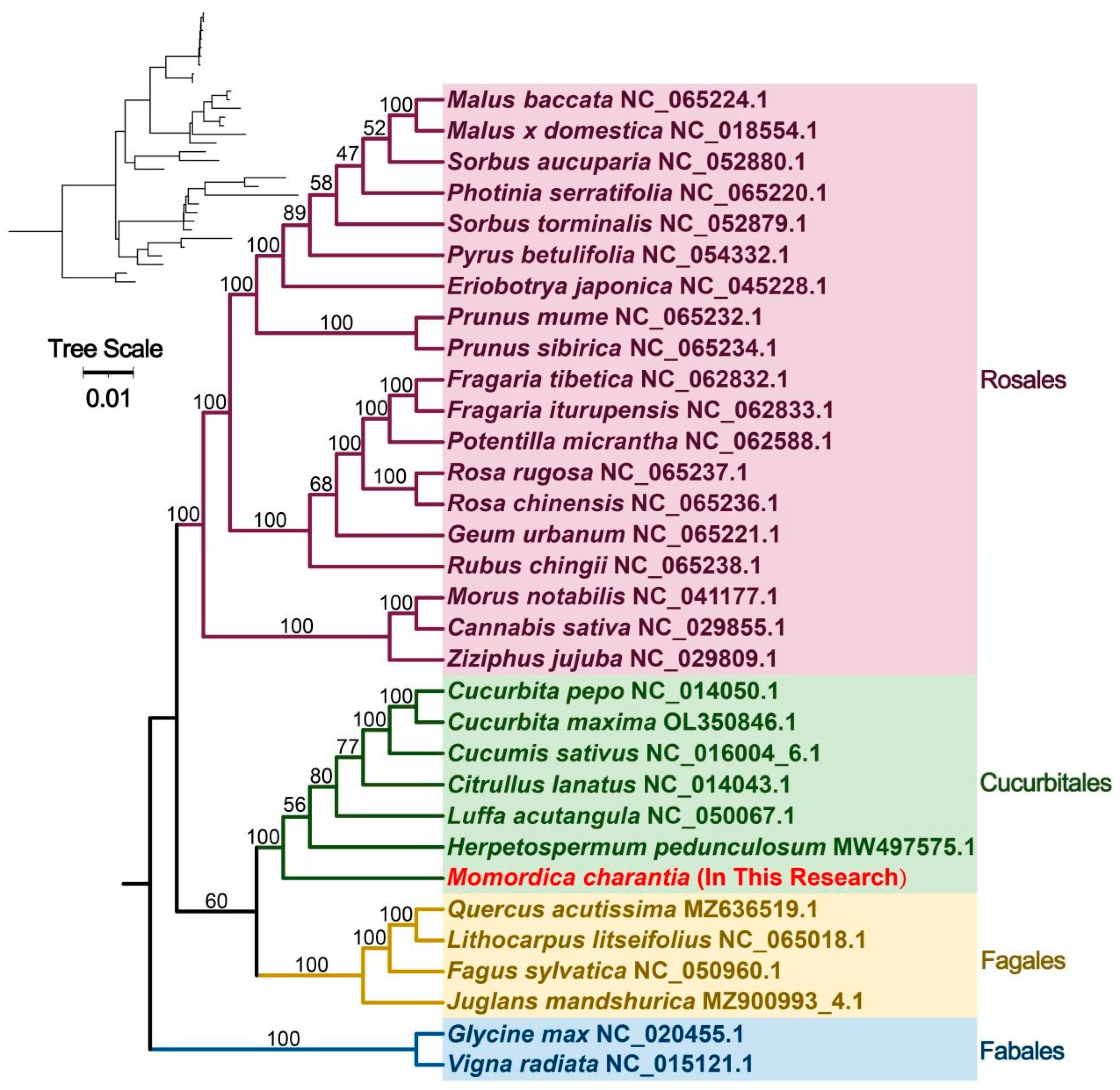 Plants 12 01686 g005 Plants 12 01686 g005