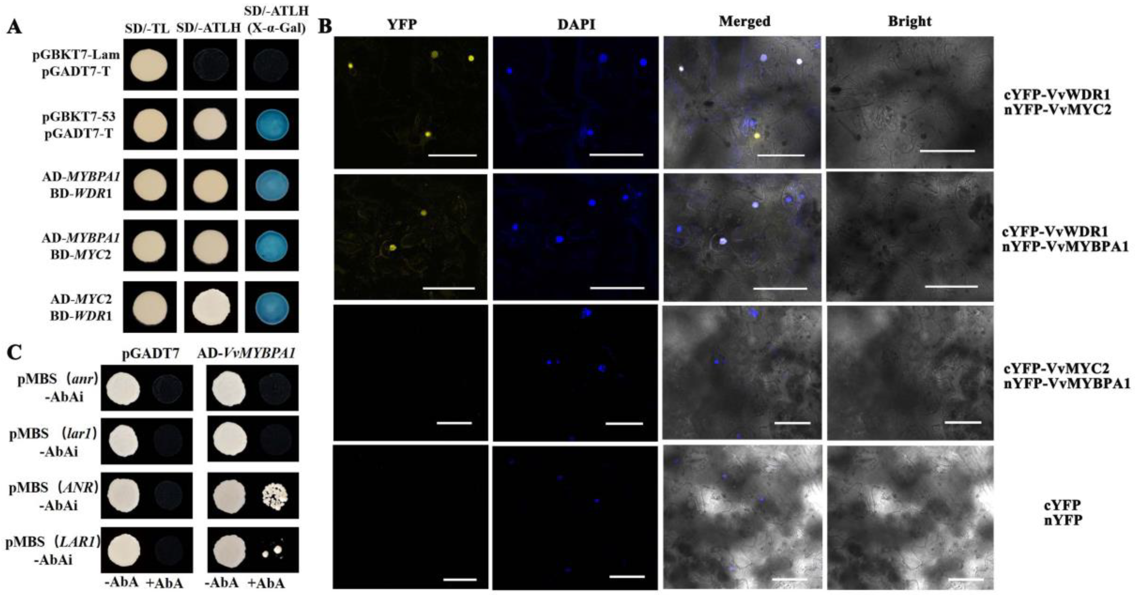 Plants 12 01691 g004