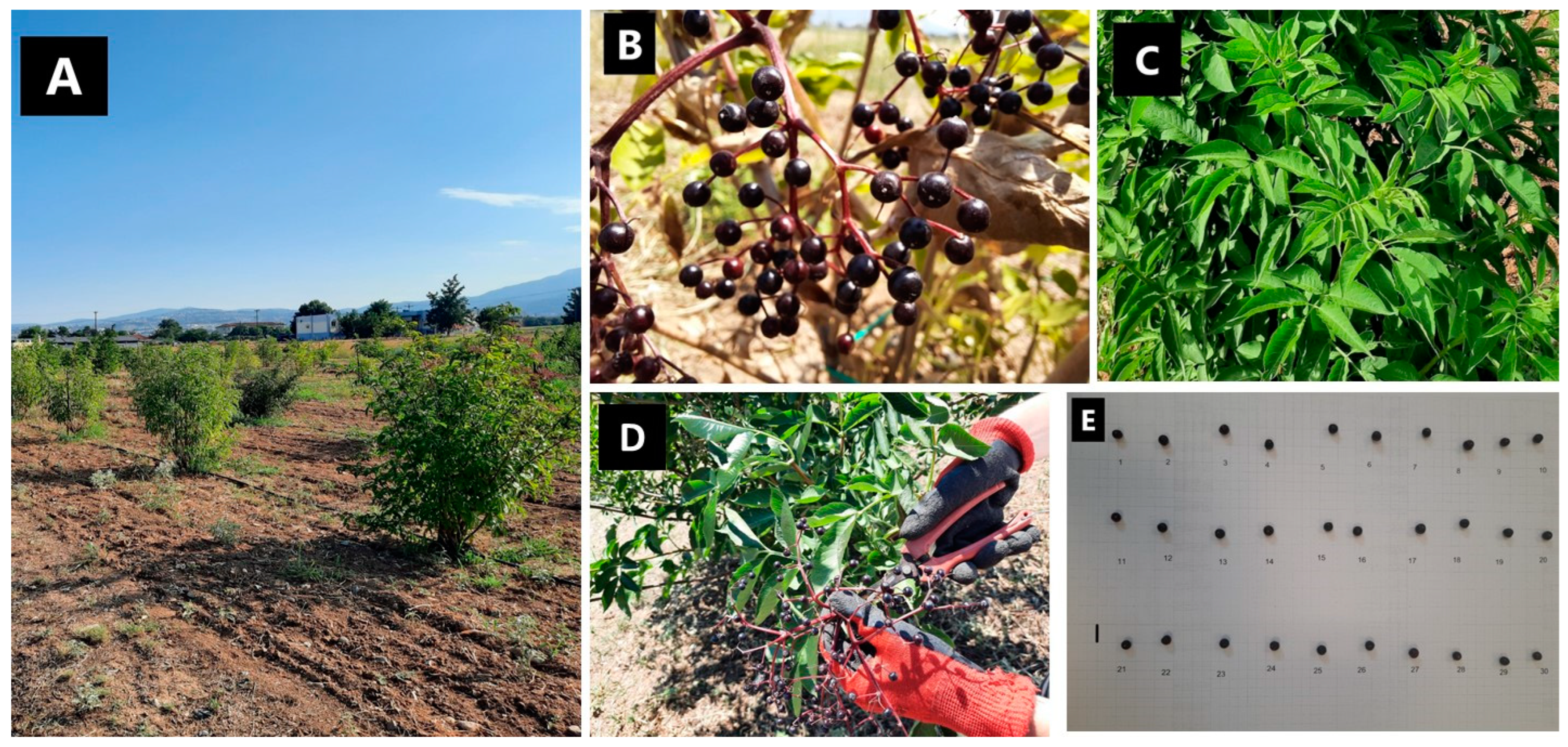 Plants 12 01701 g002 Plants 12 01701 g002