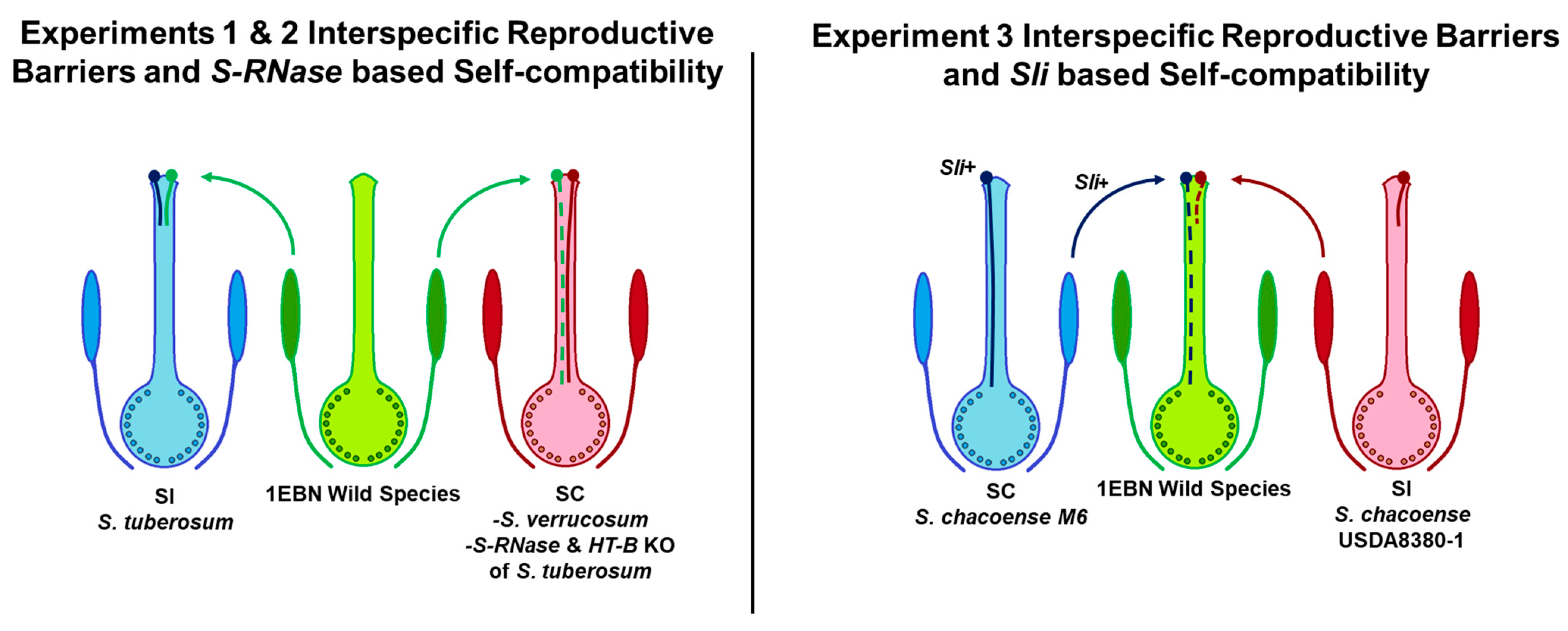 Plants 12 01709 g001 Plants 12 01709 g001