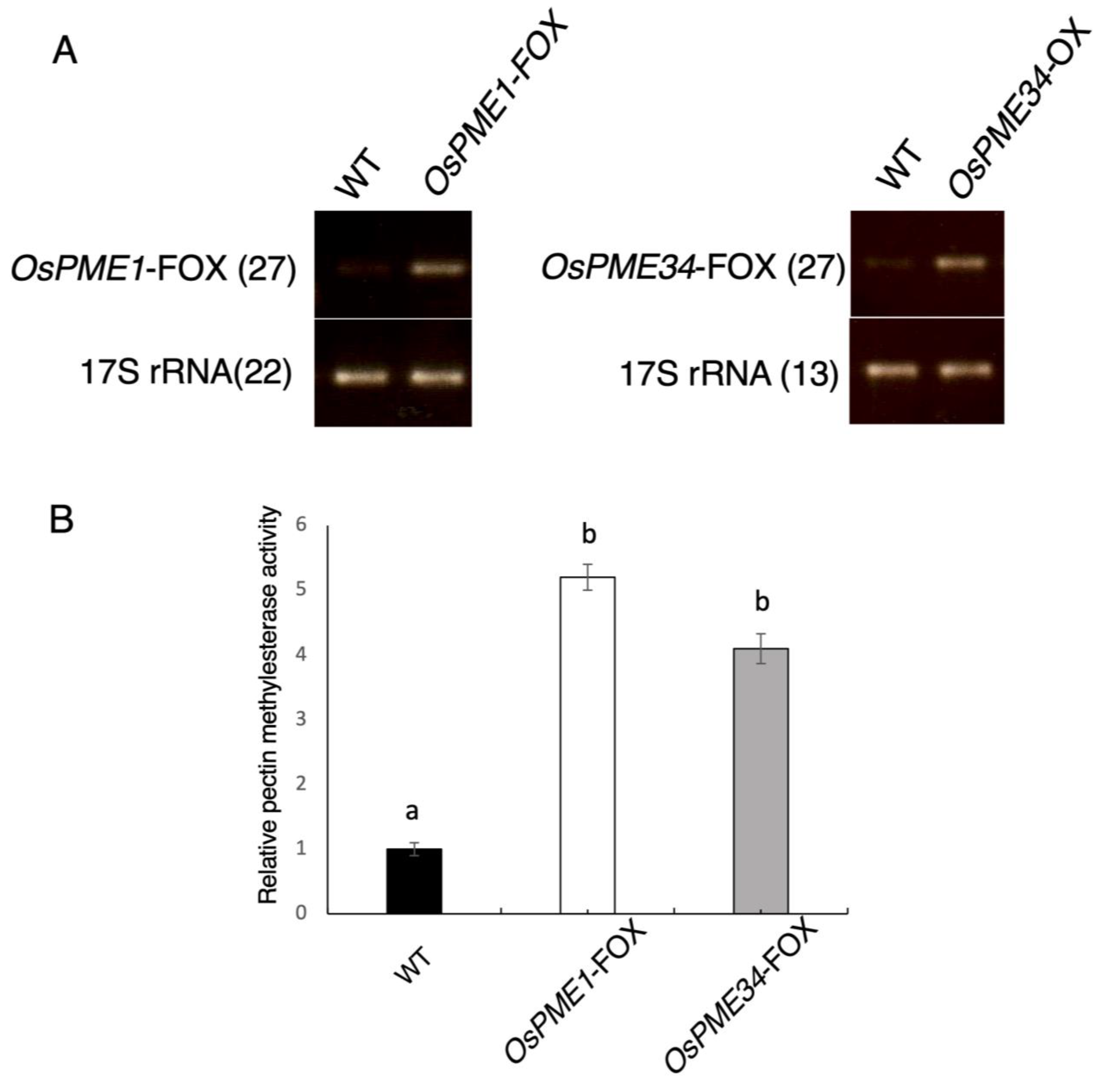 Plants 12 01717 g001 Plants 12 01717 g001