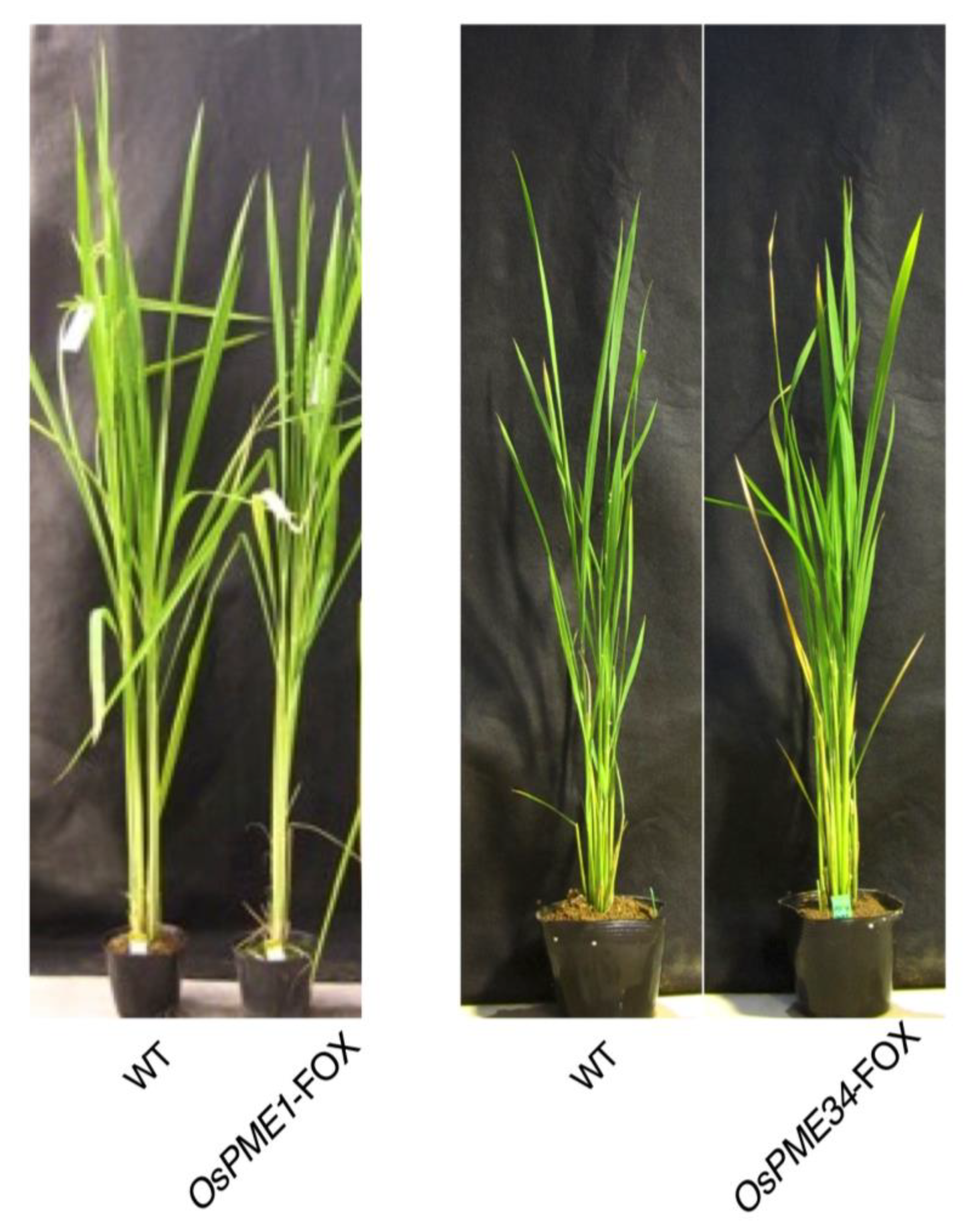 Plants 12 01717 g003 Plants 12 01717 g003