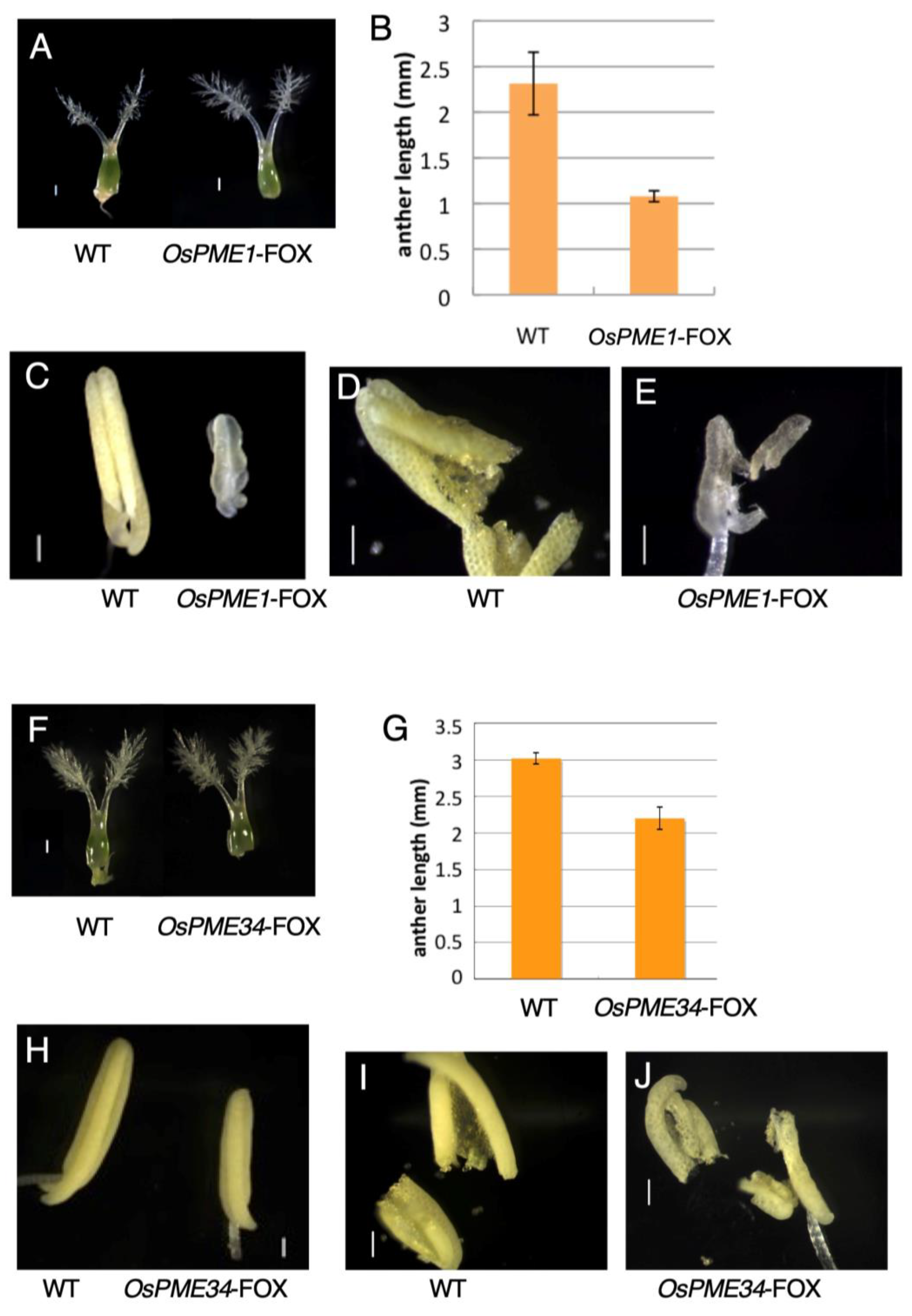 Plants 12 01717 g004 Plants 12 01717 g004