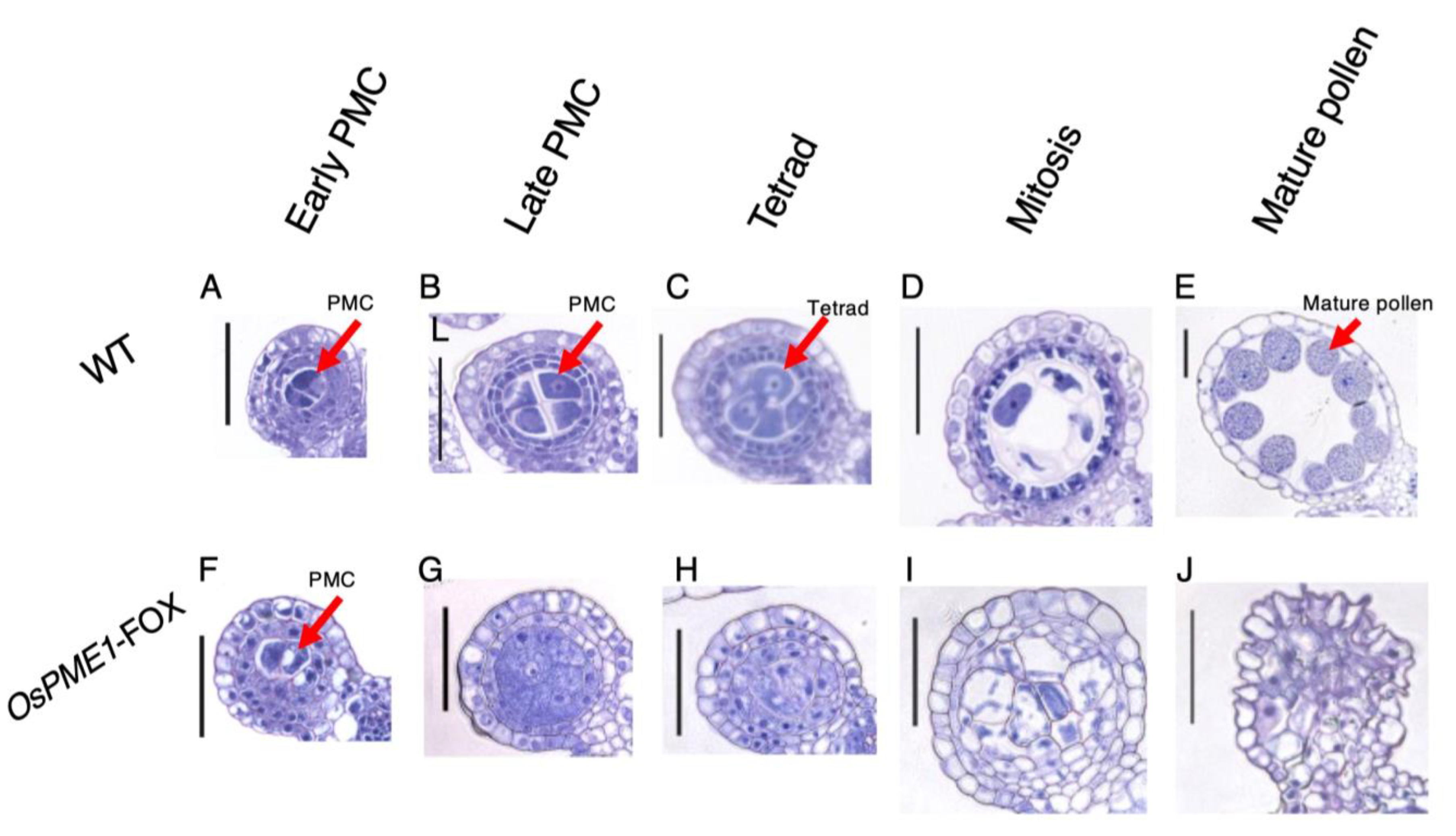 Plants 12 01717 g005 Plants 12 01717 g005