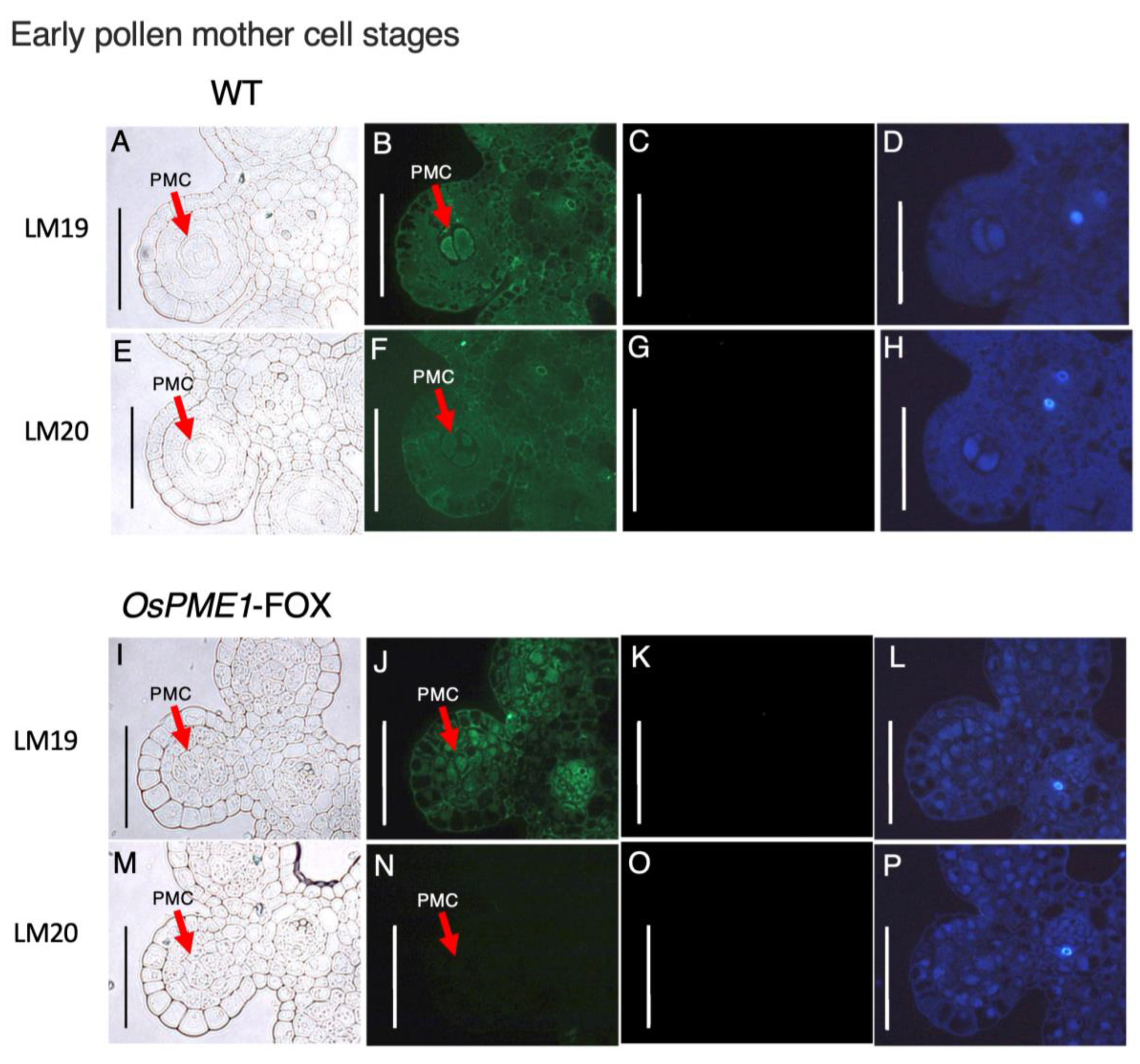 Plants 12 01717 g006 Plants 12 01717 g006