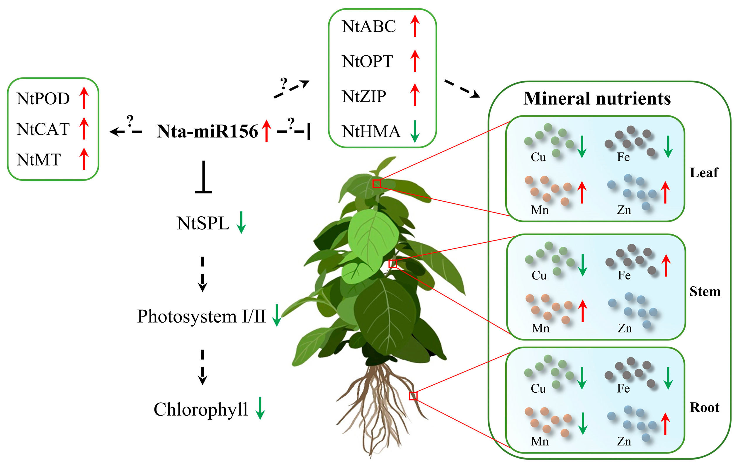 Plants 12 01739 g008 Plants 12 01739 g008