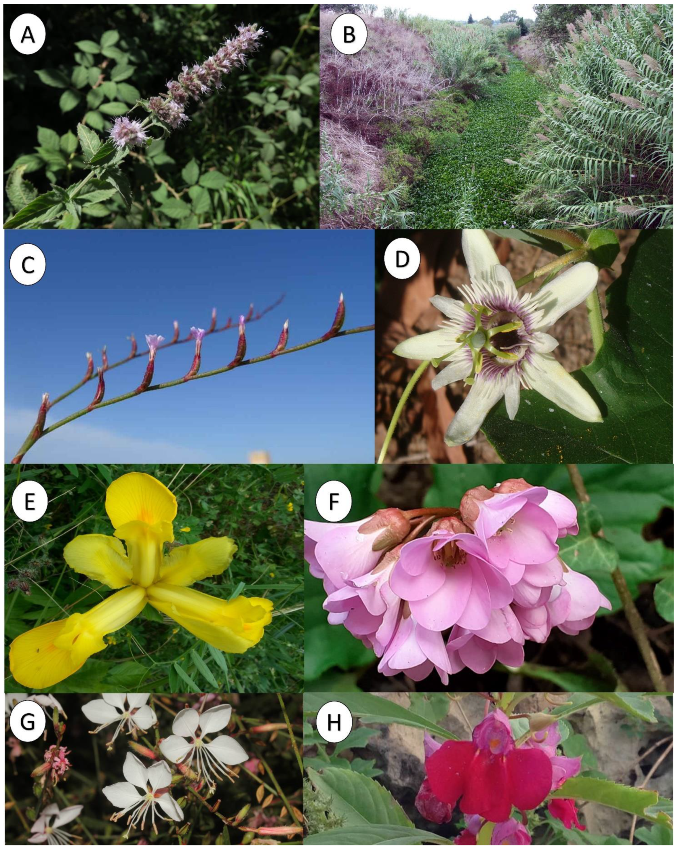 Plants 12 01743 g0a2