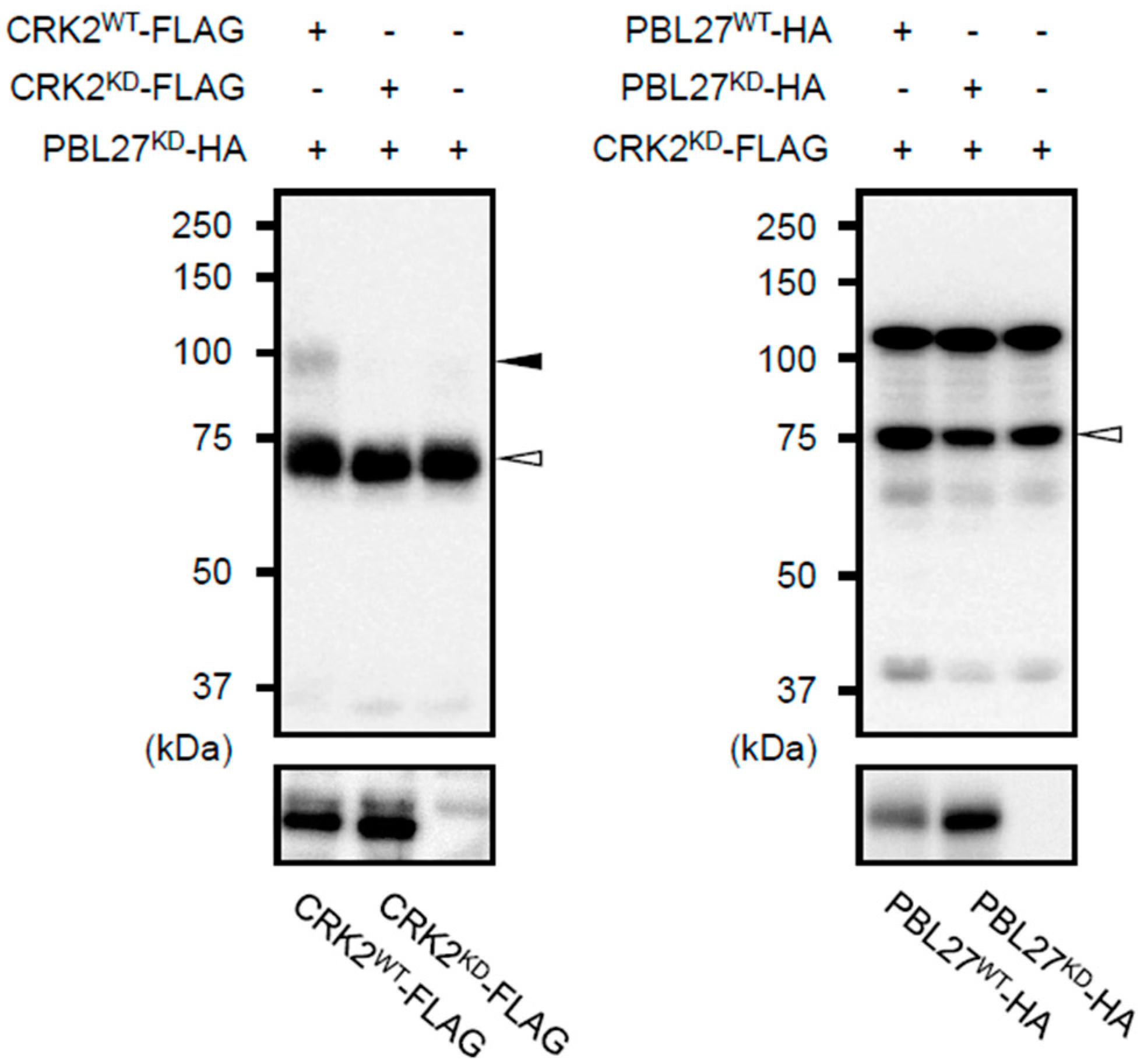Plants 12 01747 g003 Plants 12 01747 g003