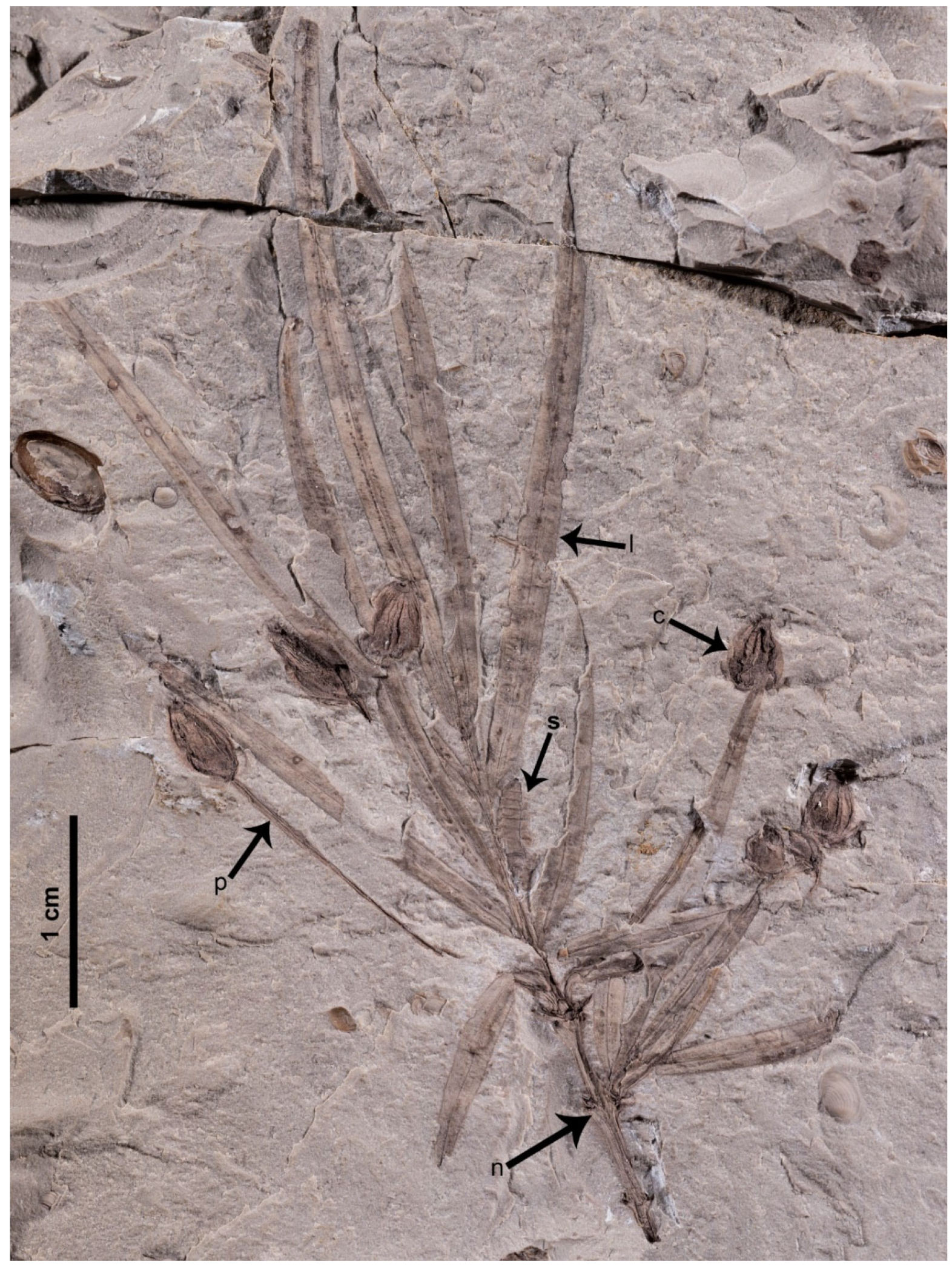 Plants 12 01749 g001 Plants 12 01749 g001