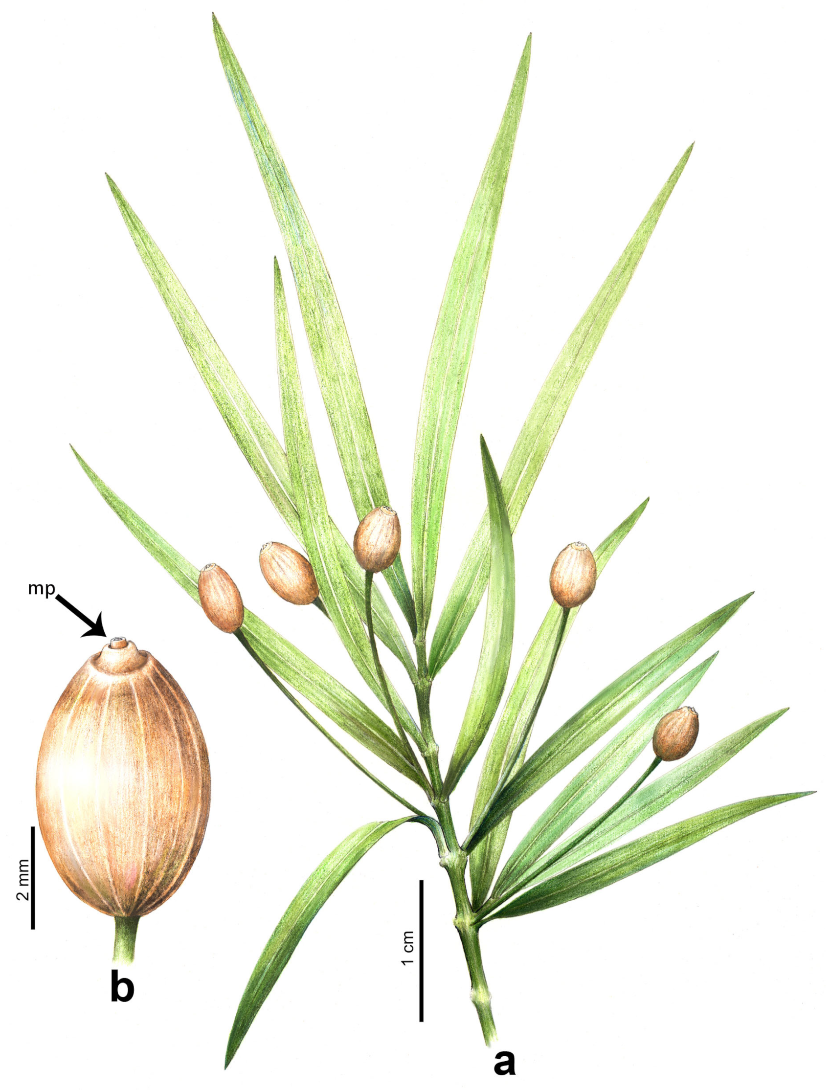 Plants 12 01749 g005 Plants 12 01749 g005