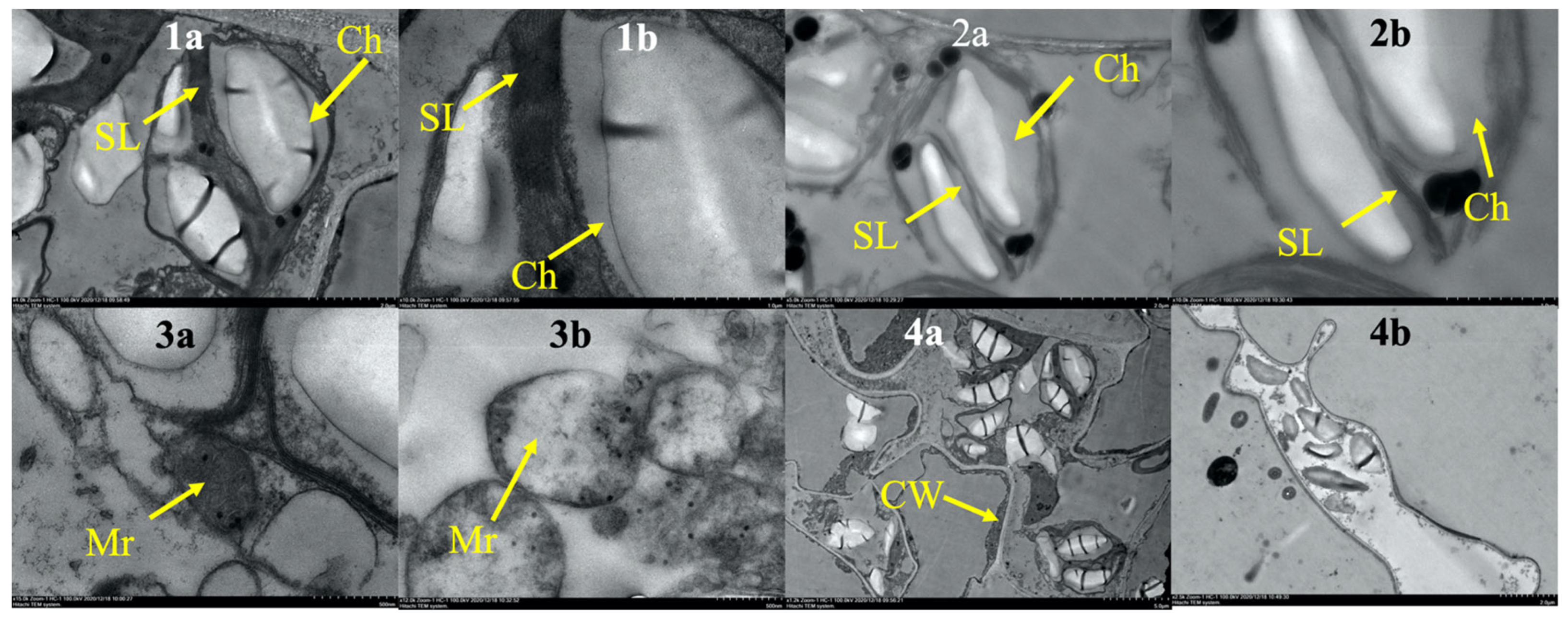 Plants 12 01758 g007 Plants 12 01758 g007