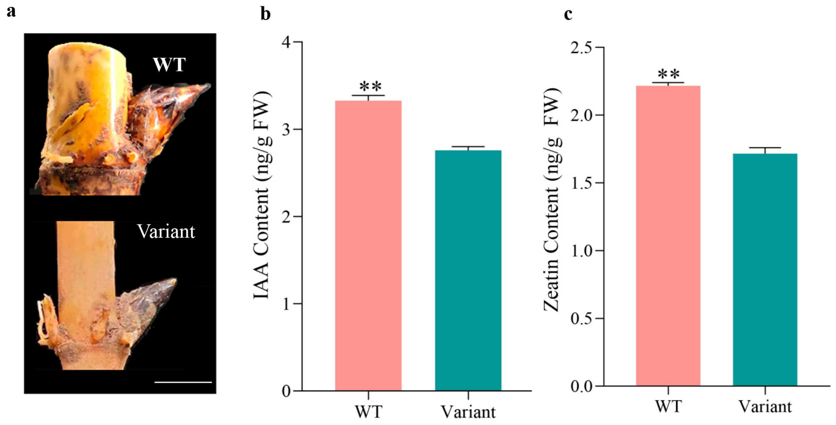 Plants 12 01759 g005
