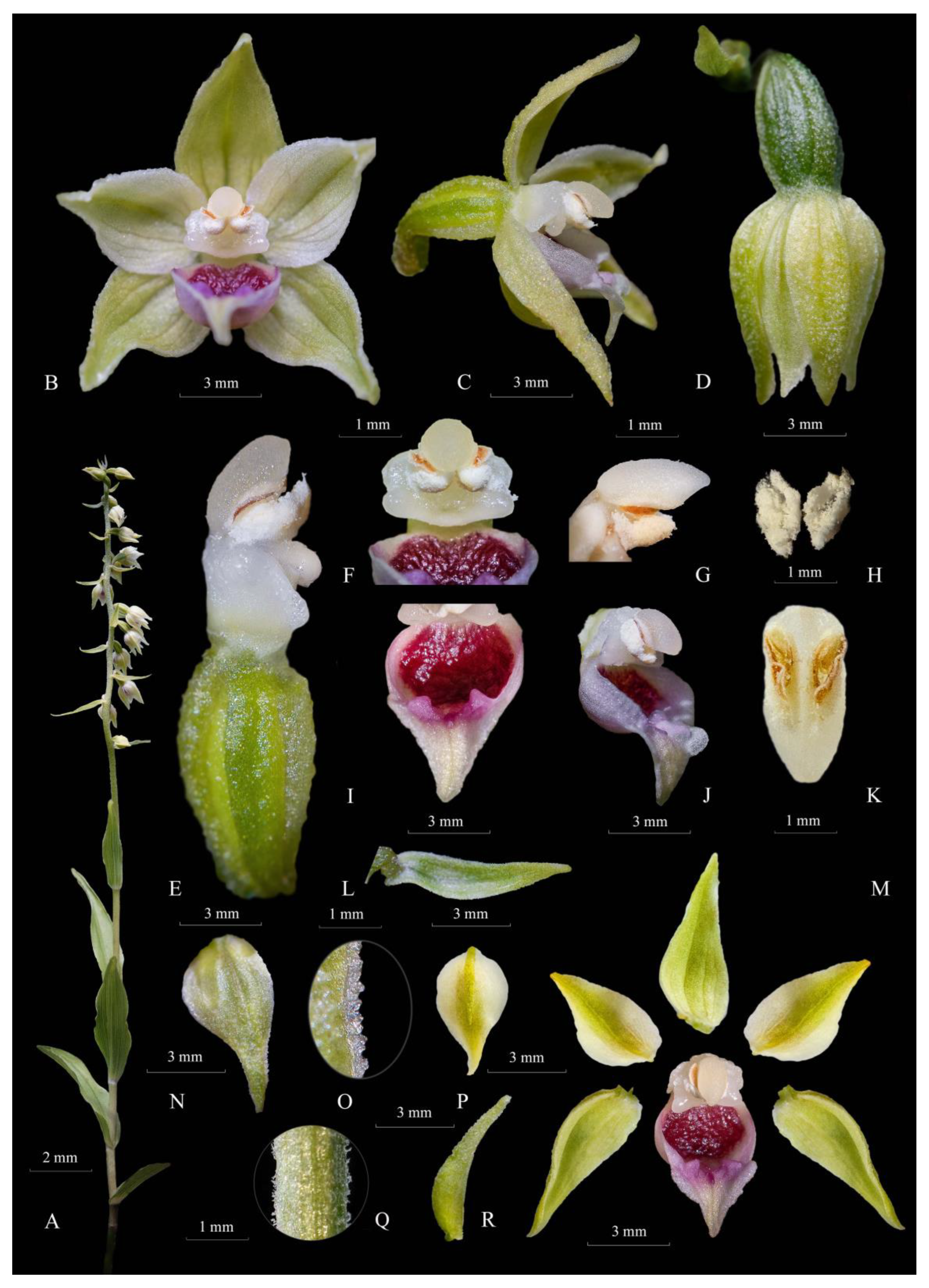 Plants 12 01761 g003