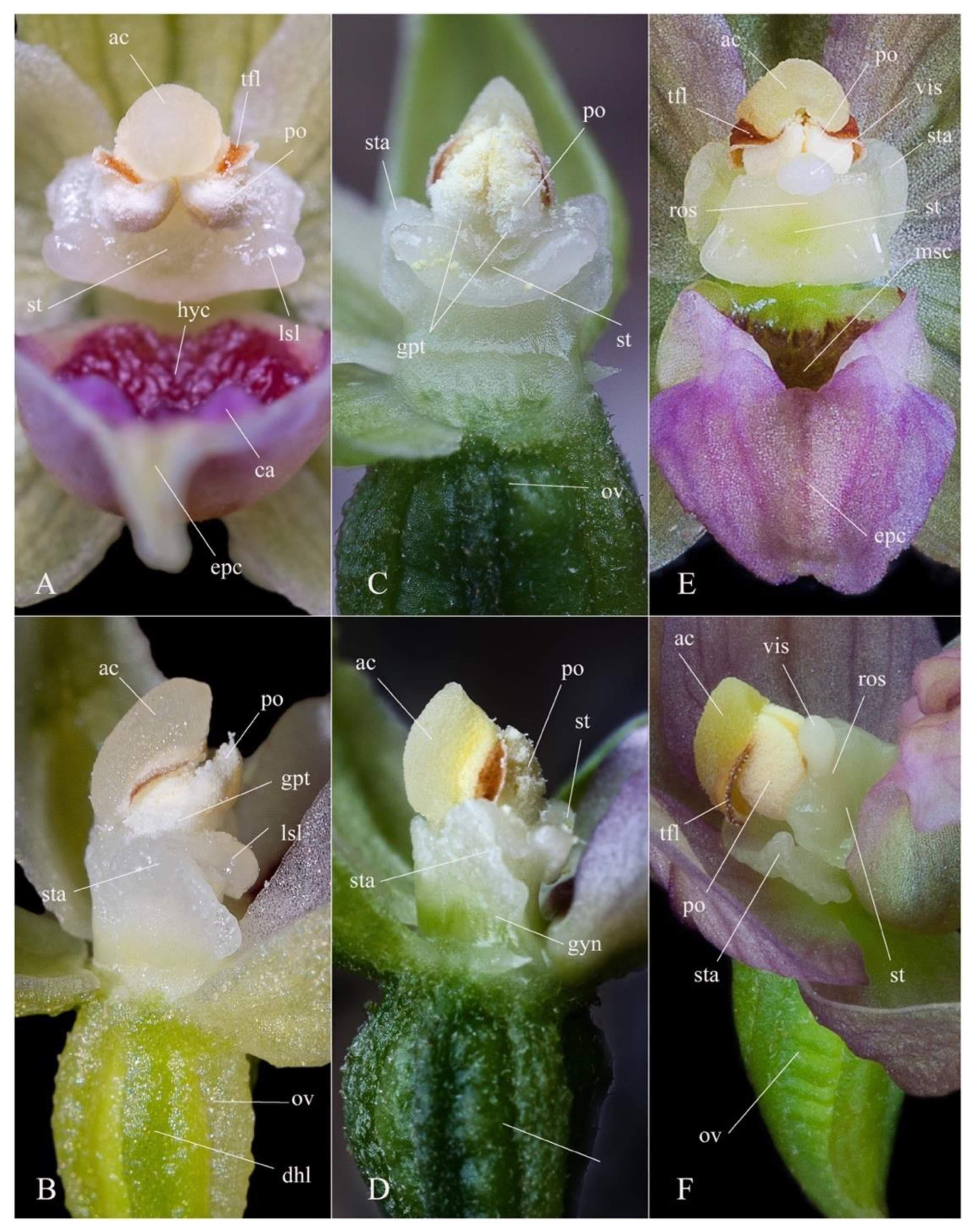 Plants 12 01761 g006