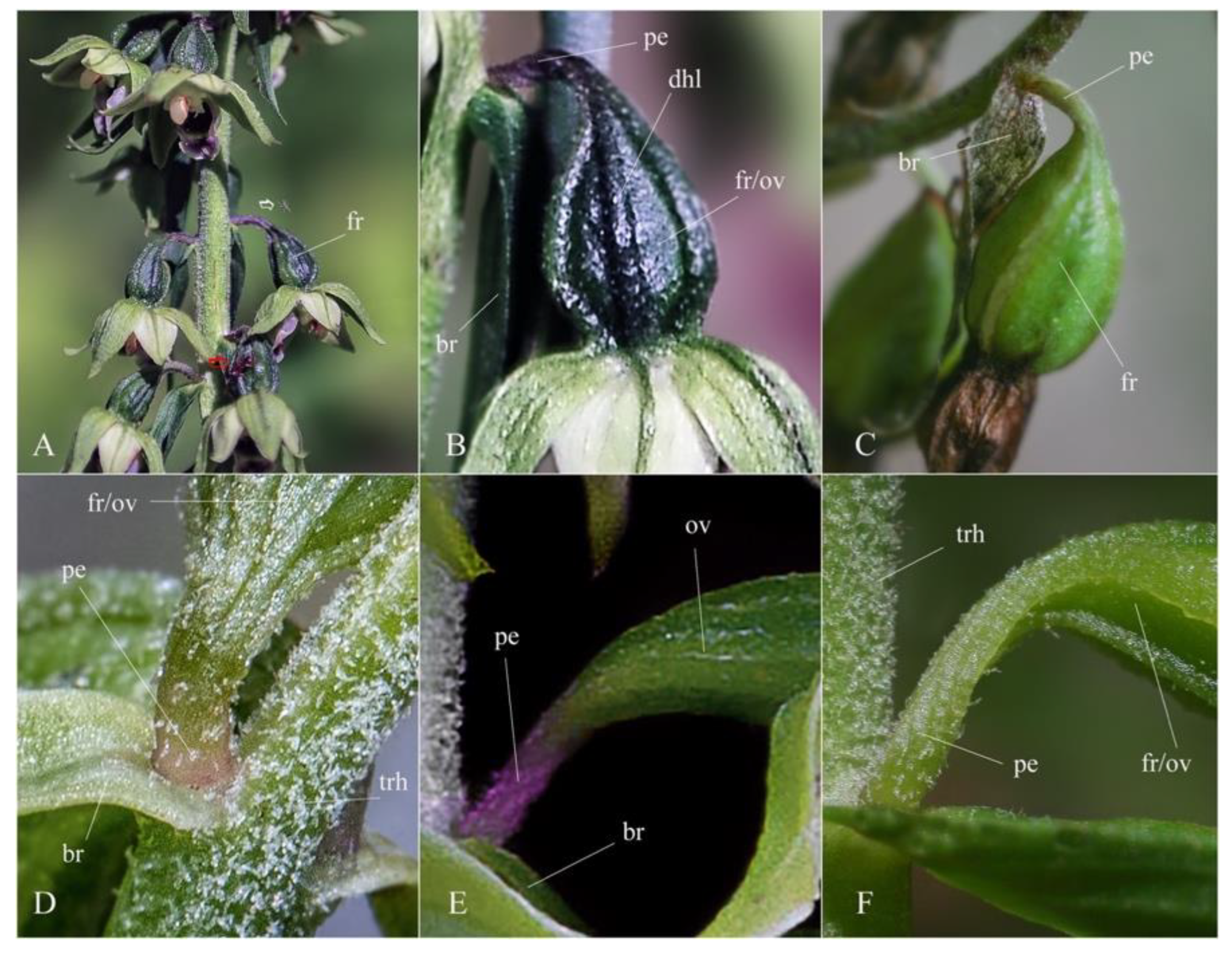 Plants 12 01761 g008