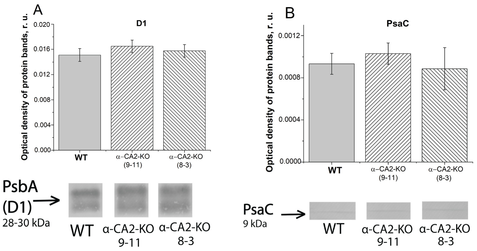 Plants 12 01763 g003 Plants 12 01763 g003