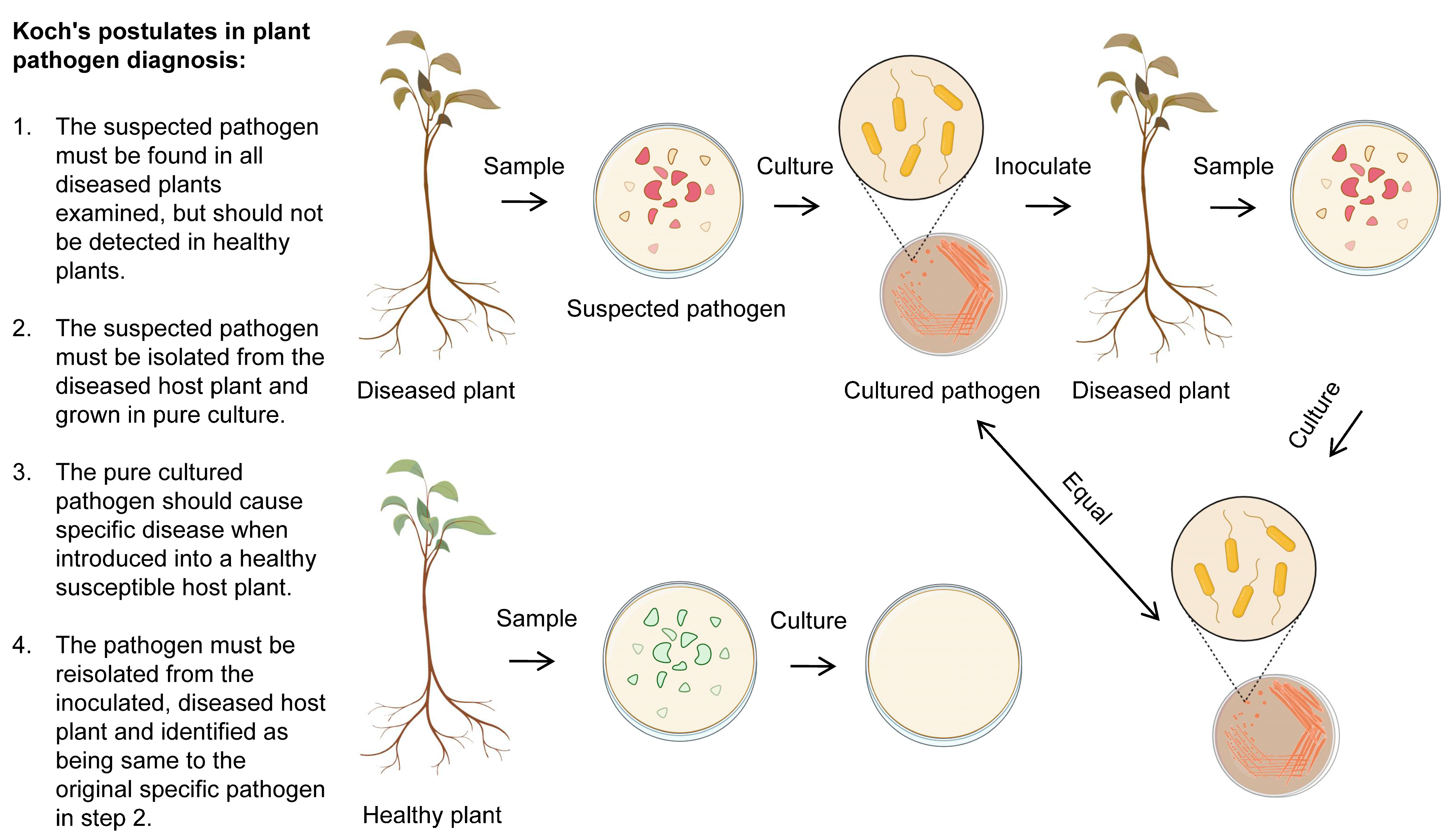 Plants 12 01765 g004