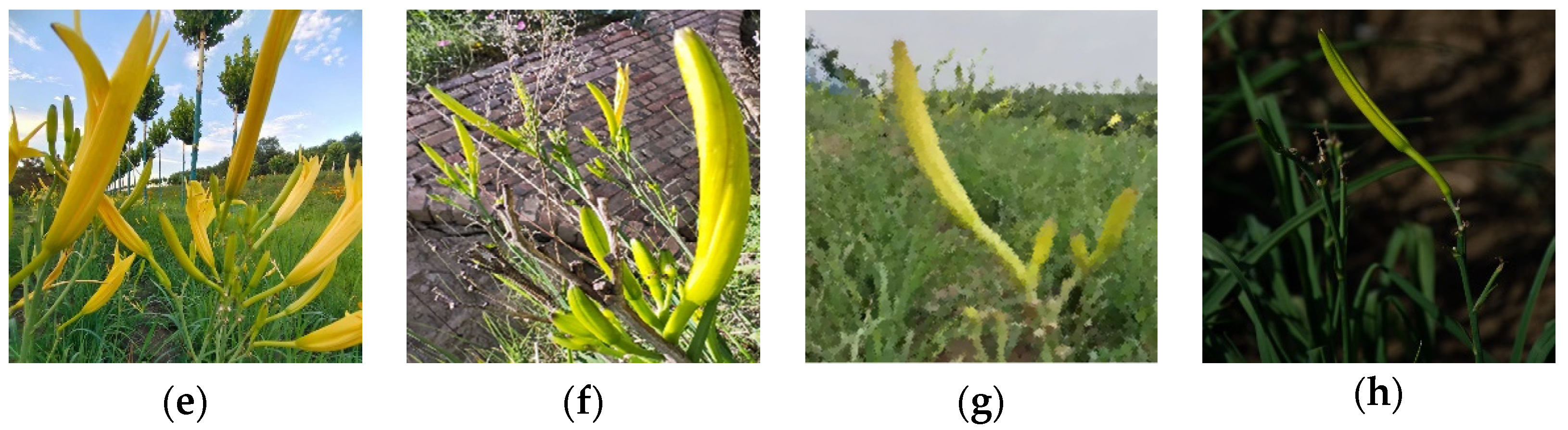 Plants 12 01769 g001b Plants 12 01769 g001b