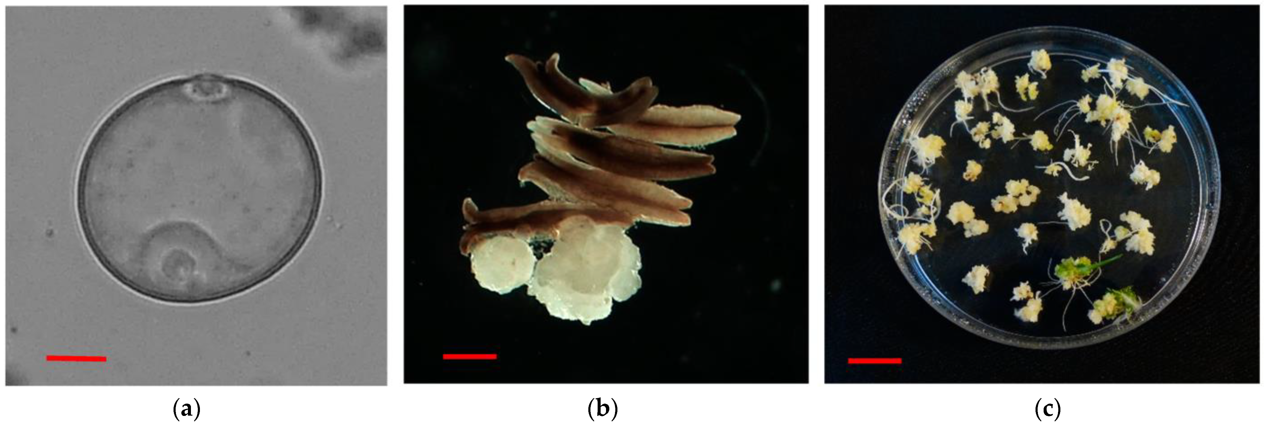 Plants 12 01774 g001