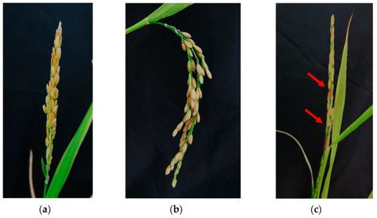 Development of In Vitro Anther Culture for Doubled Haploid Plant ...