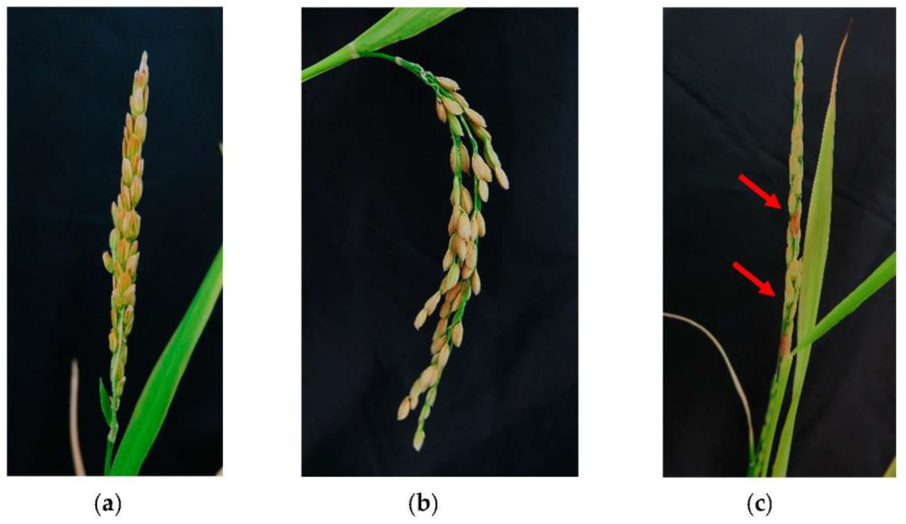 Plants 12 01774 g003
