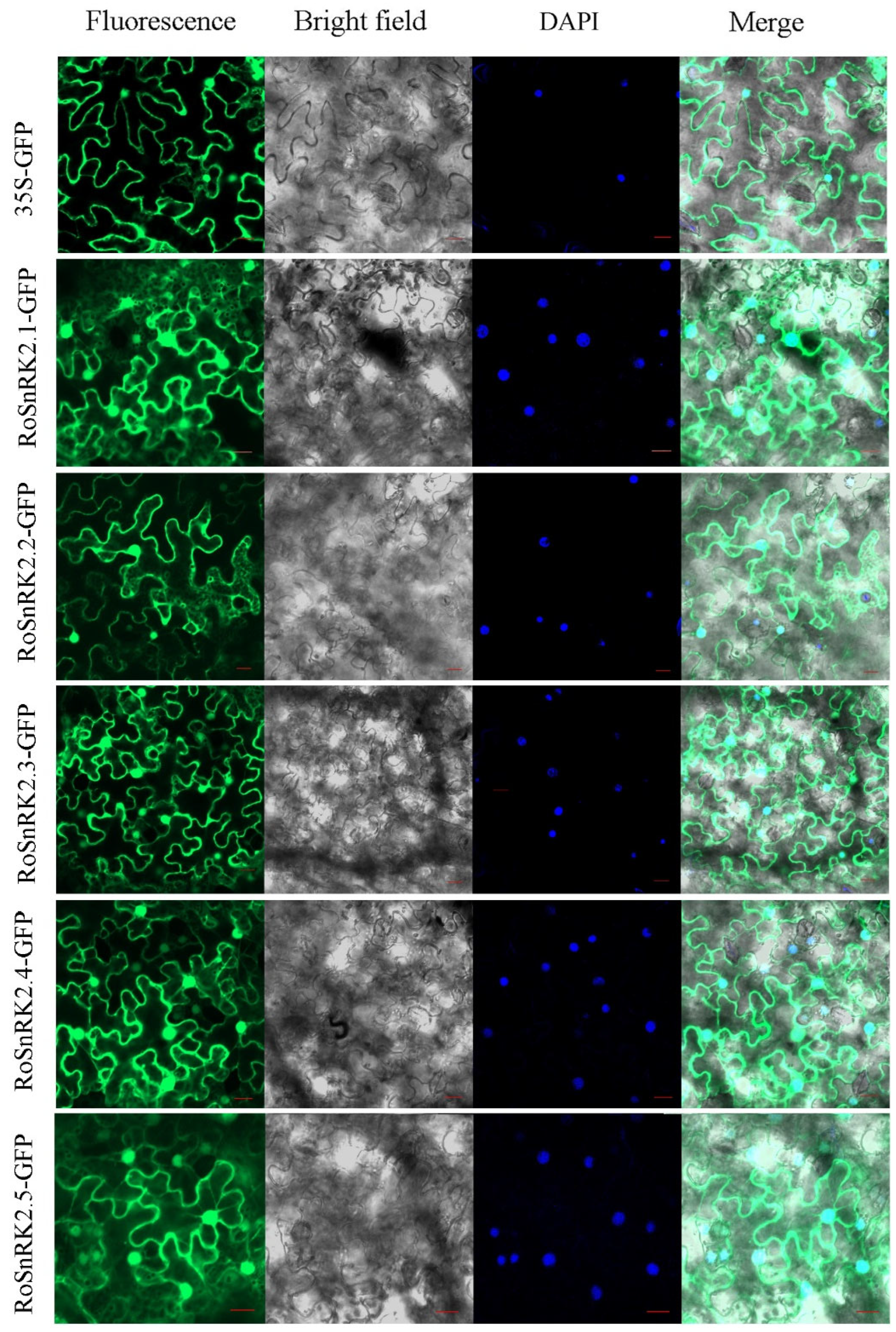 Plants 12 01784 g008 Plants 12 01784 g008