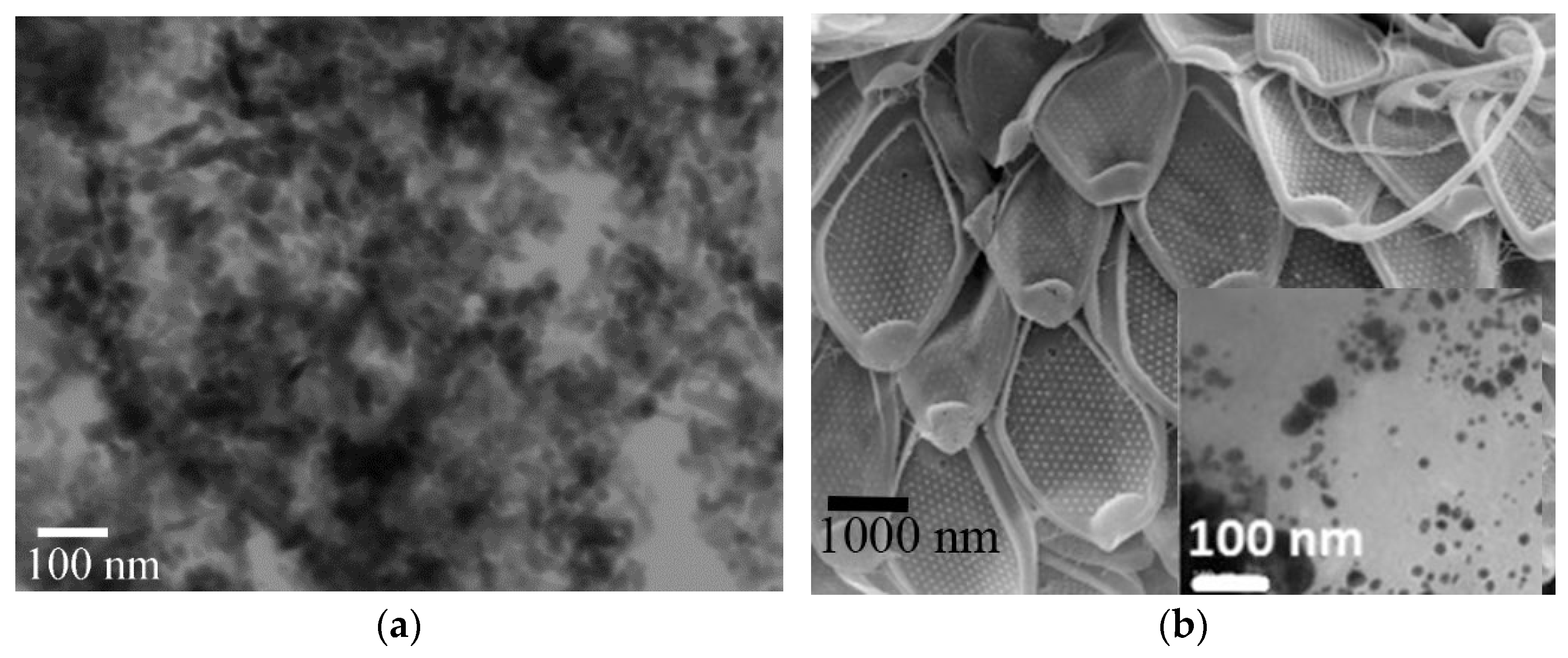 Plants 12 01789 g003a