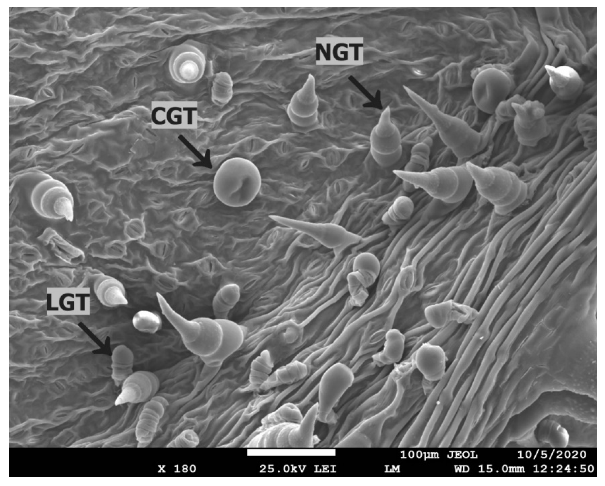 Plants 12 01789 g004