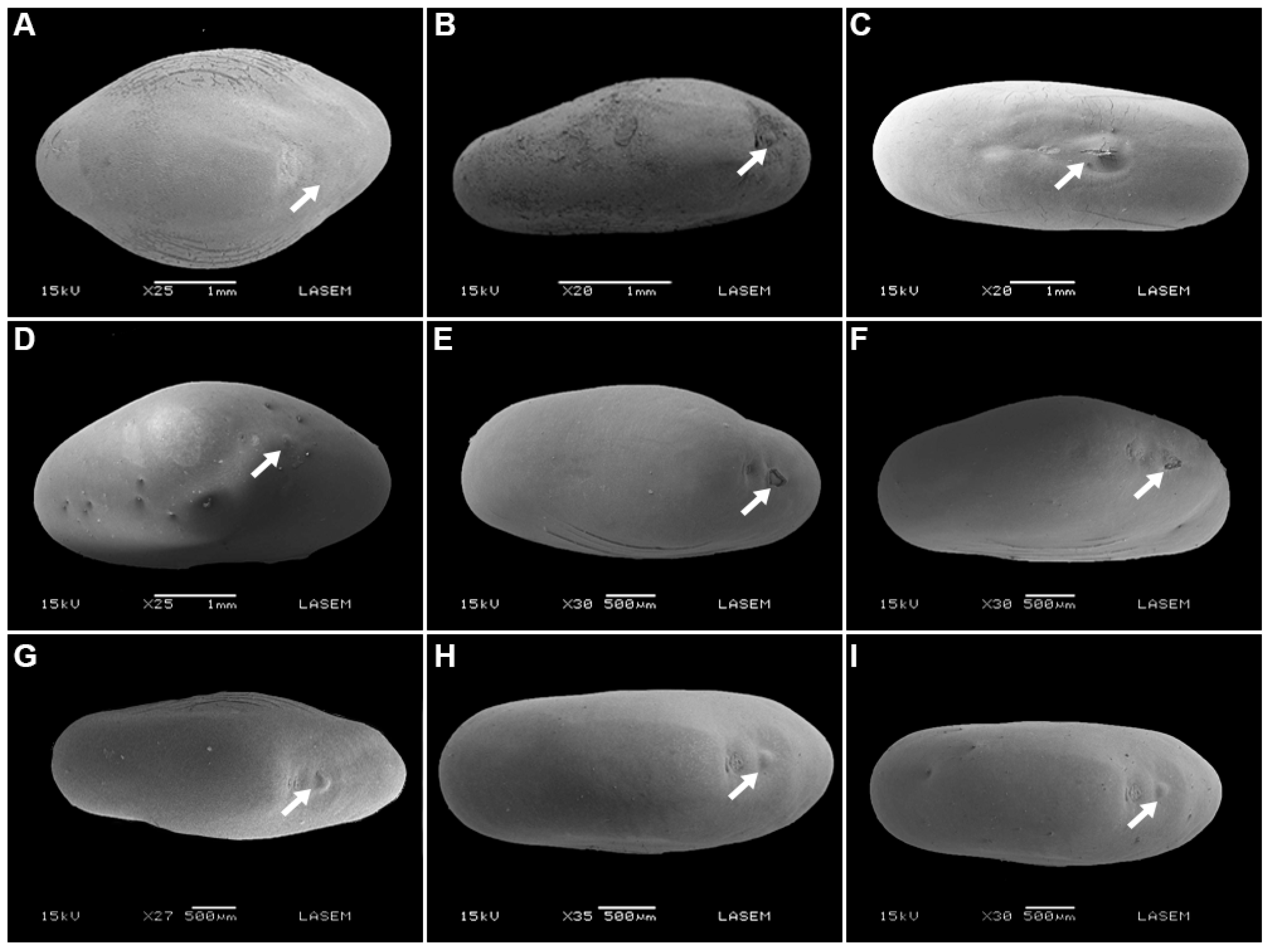 Plants 12 01790 g004