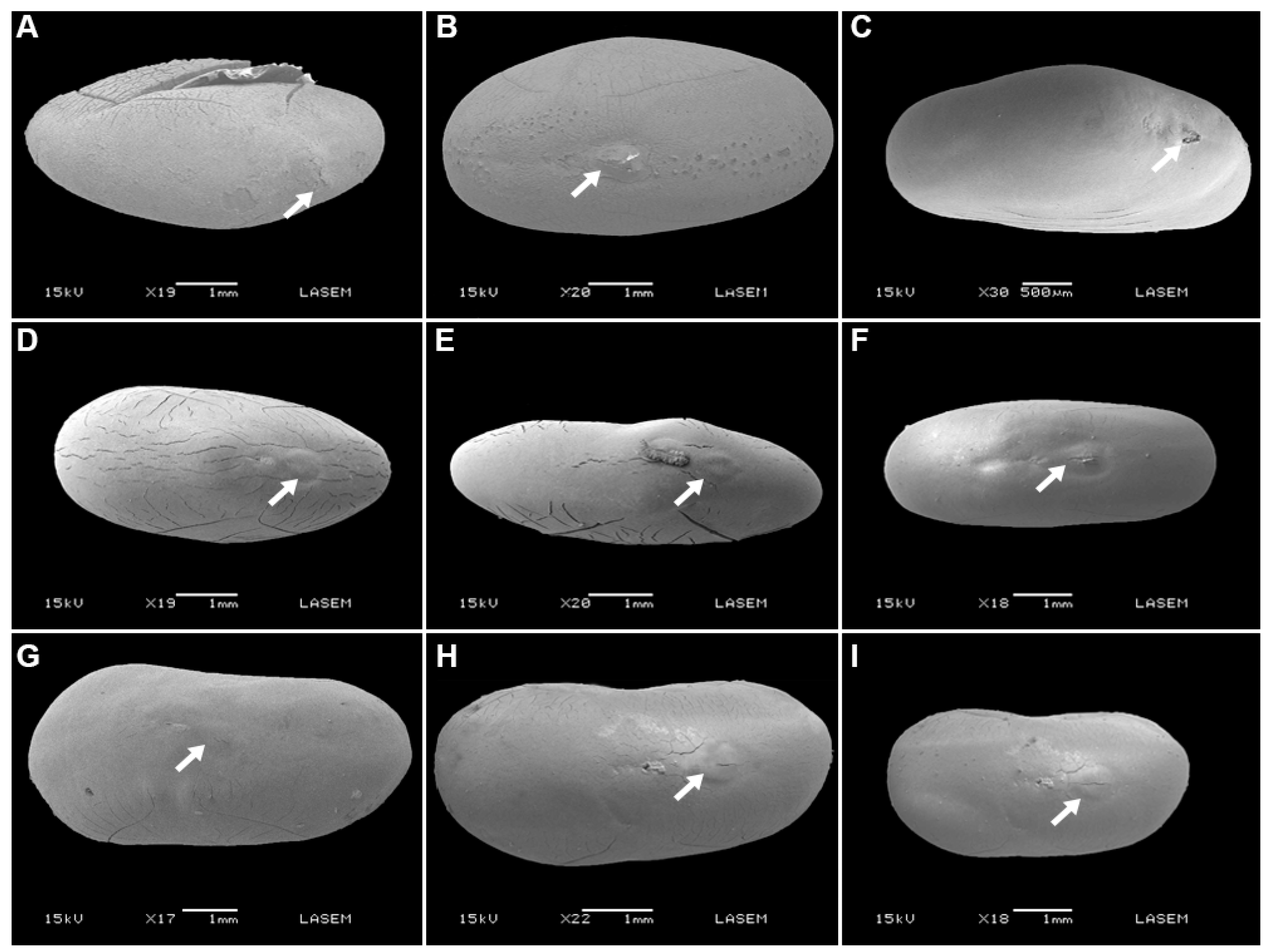 Plants 12 01790 g005