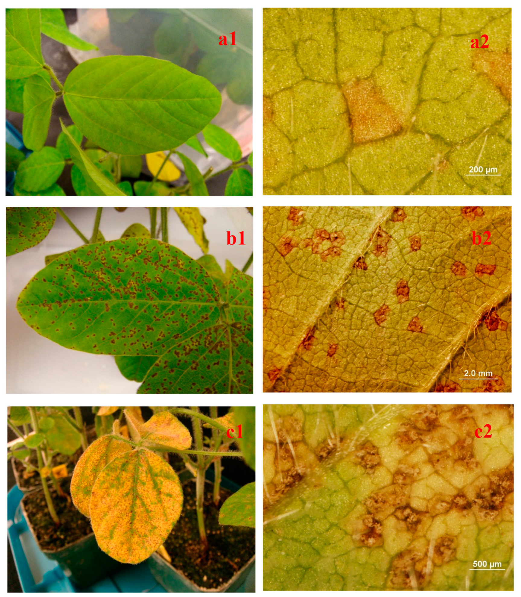 Plants 12 01797 g001 Plants 12 01797 g001