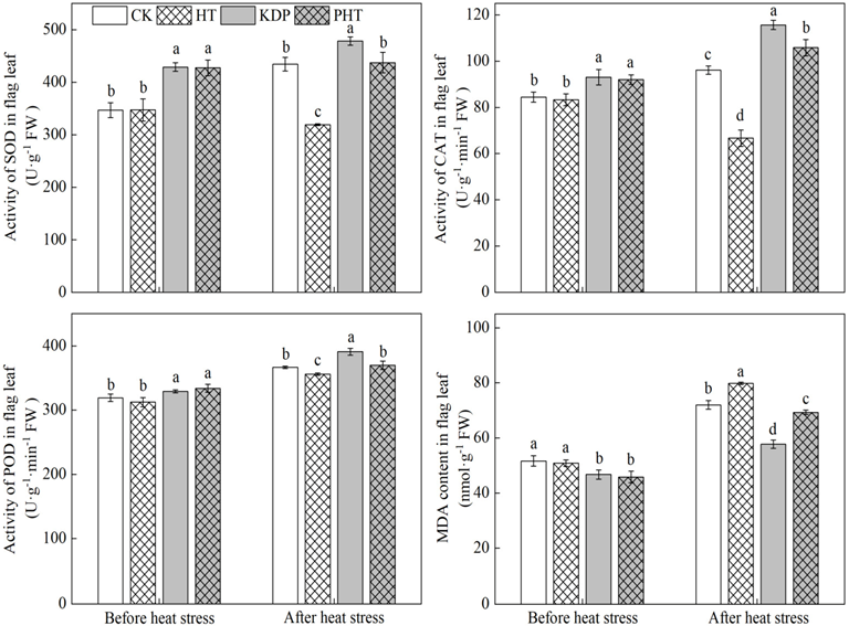 Plants 12 01801 g003 Plants 12 01801 g003