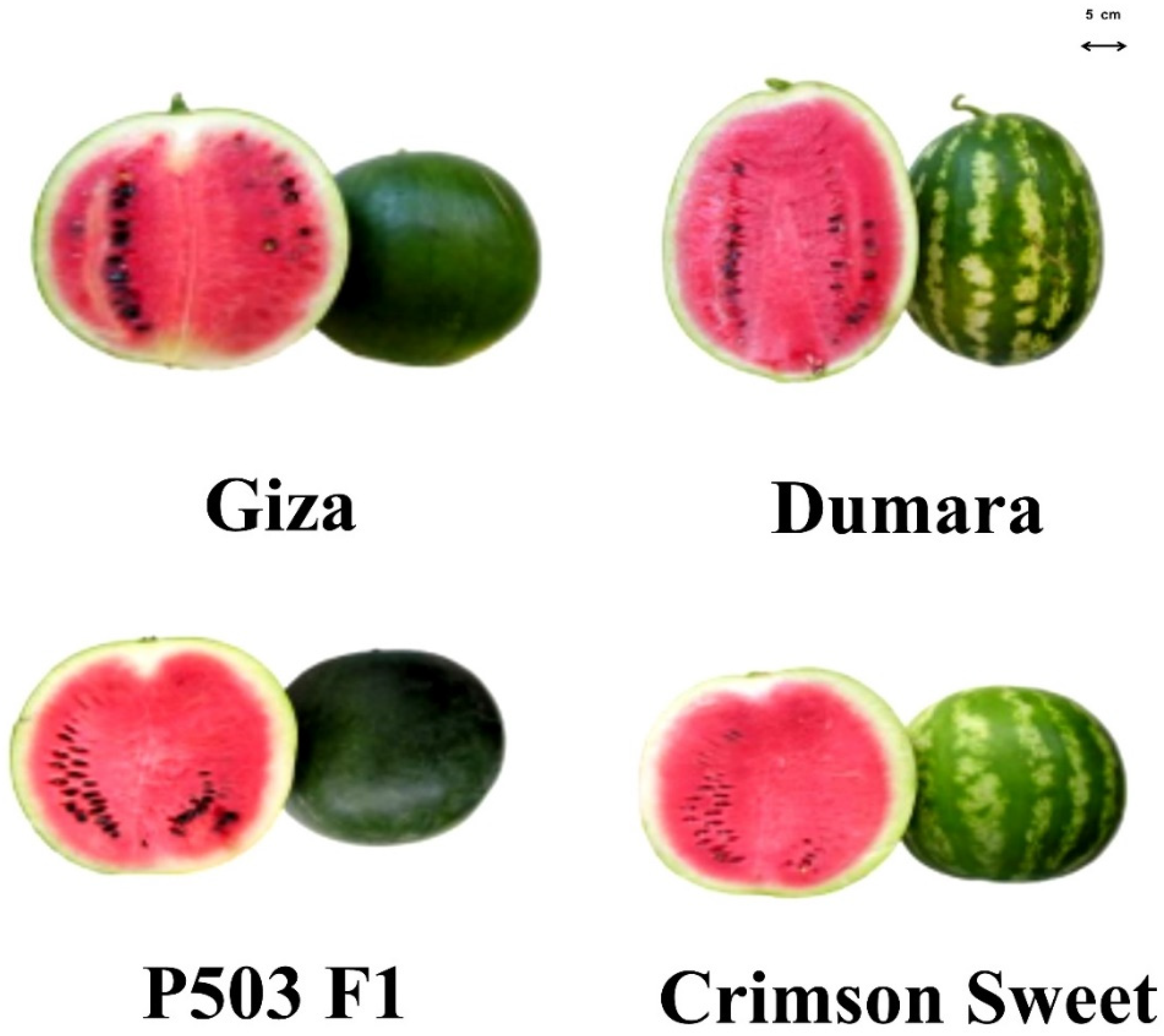 Plants 12 01805 g002