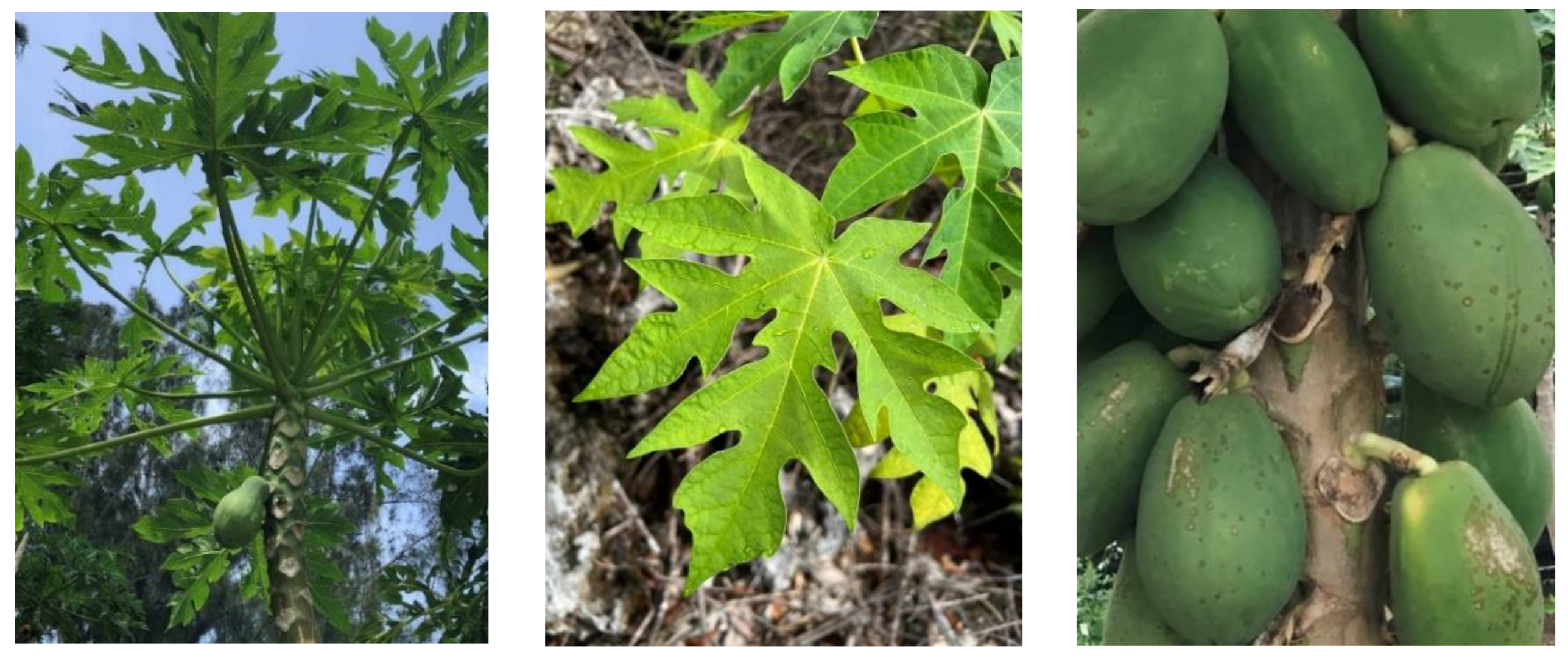 Plants 12 01813 g004