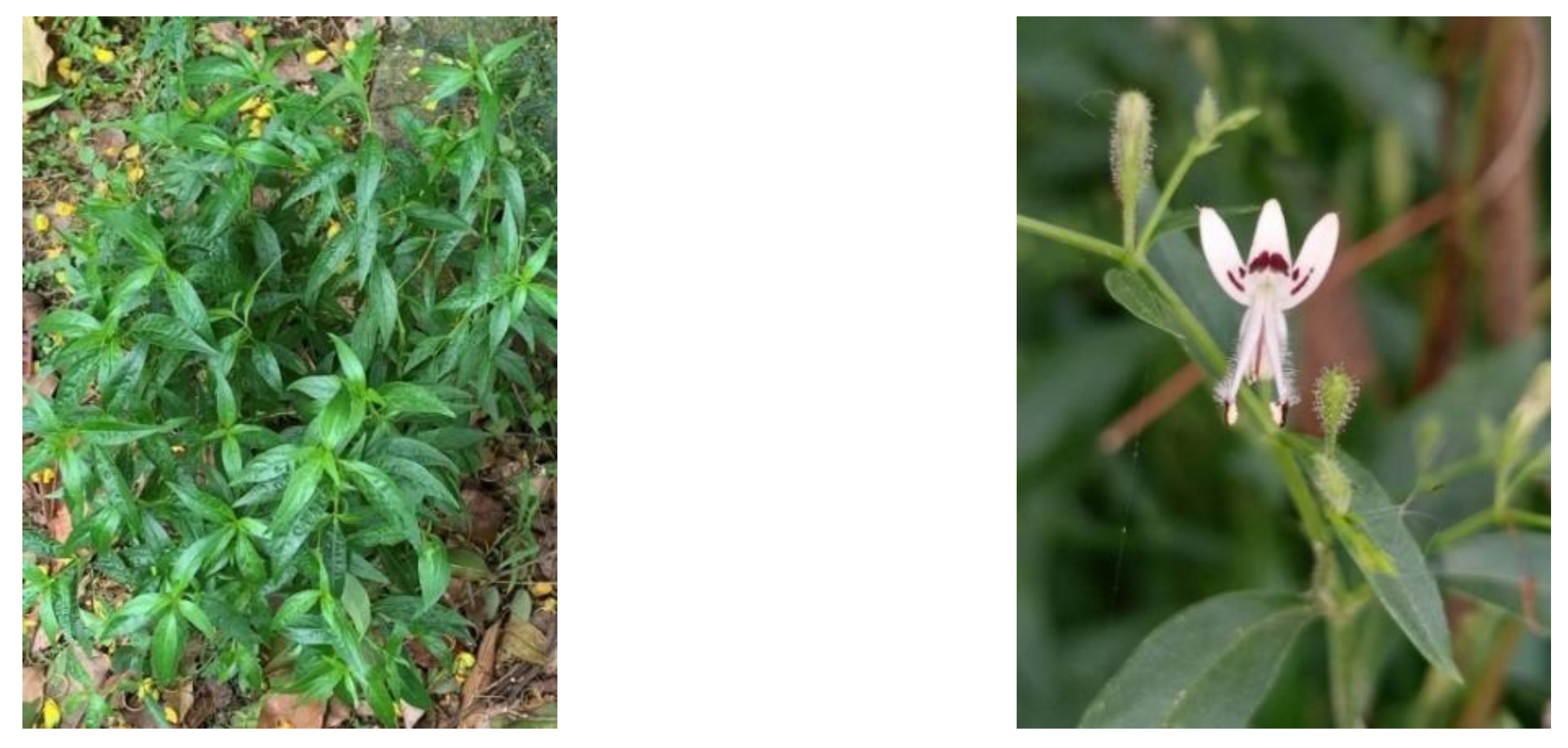 Plants 12 01813 g006