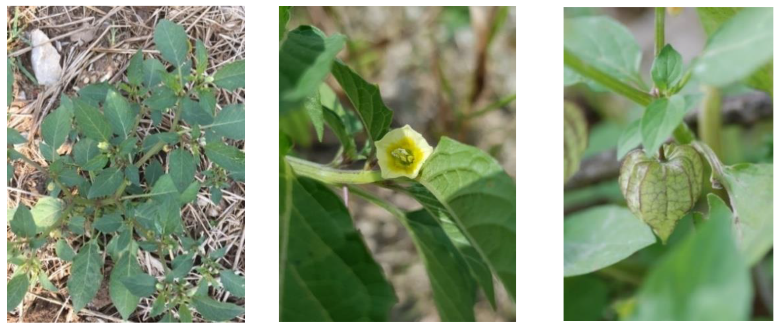 Plants 12 01813 g008 Plants 12 01813 g008