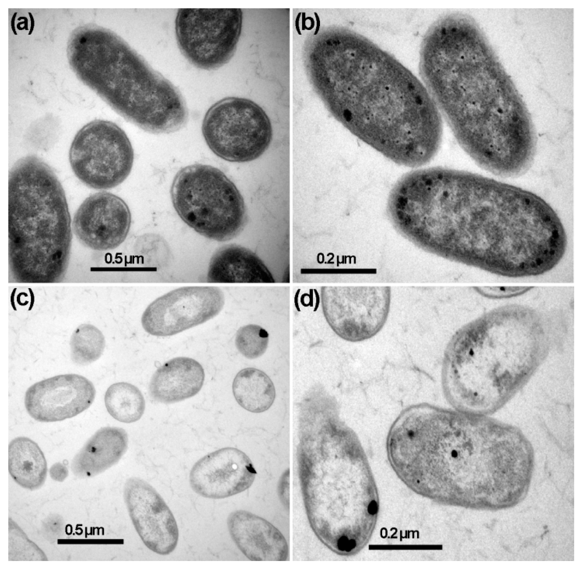 Plants 12 01817 g005 Plants 12 01817 g005
