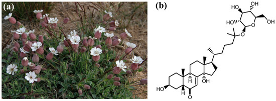 Silene uniflora Extracts for Strawberry Postharvest Protection.