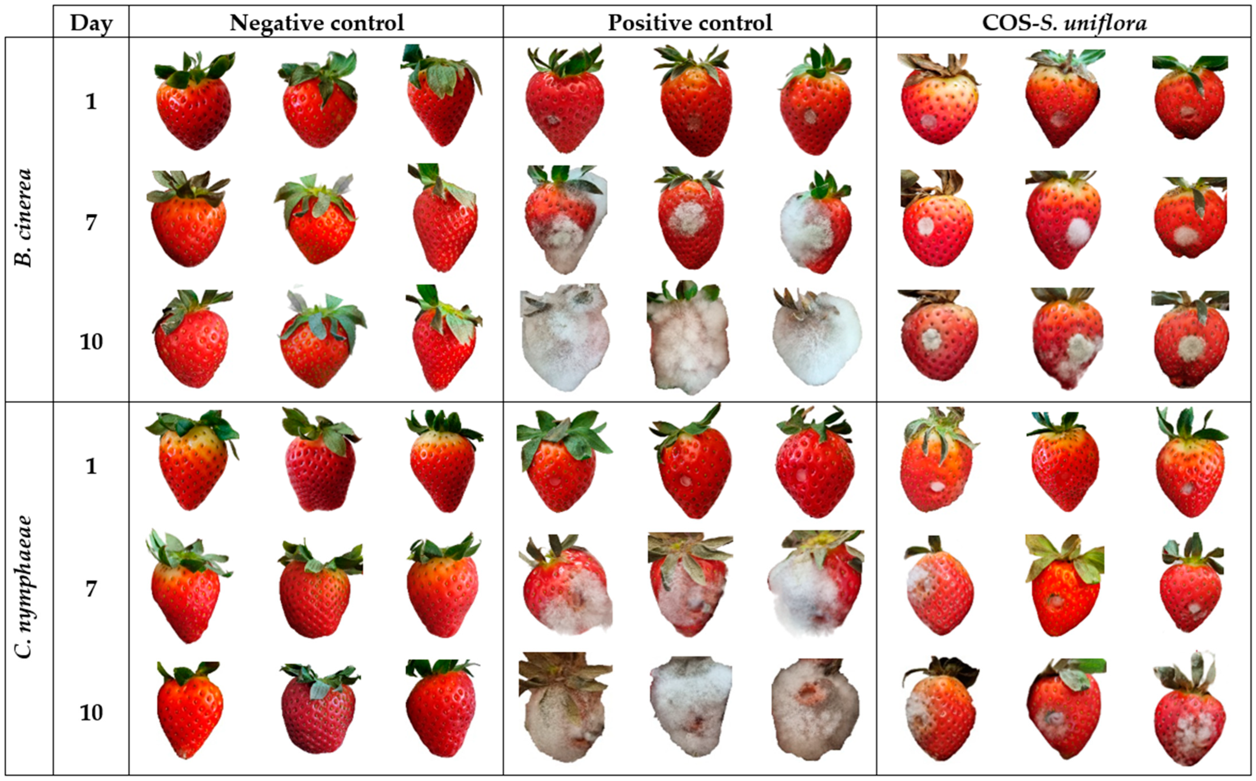 Plants 12 01846 g004