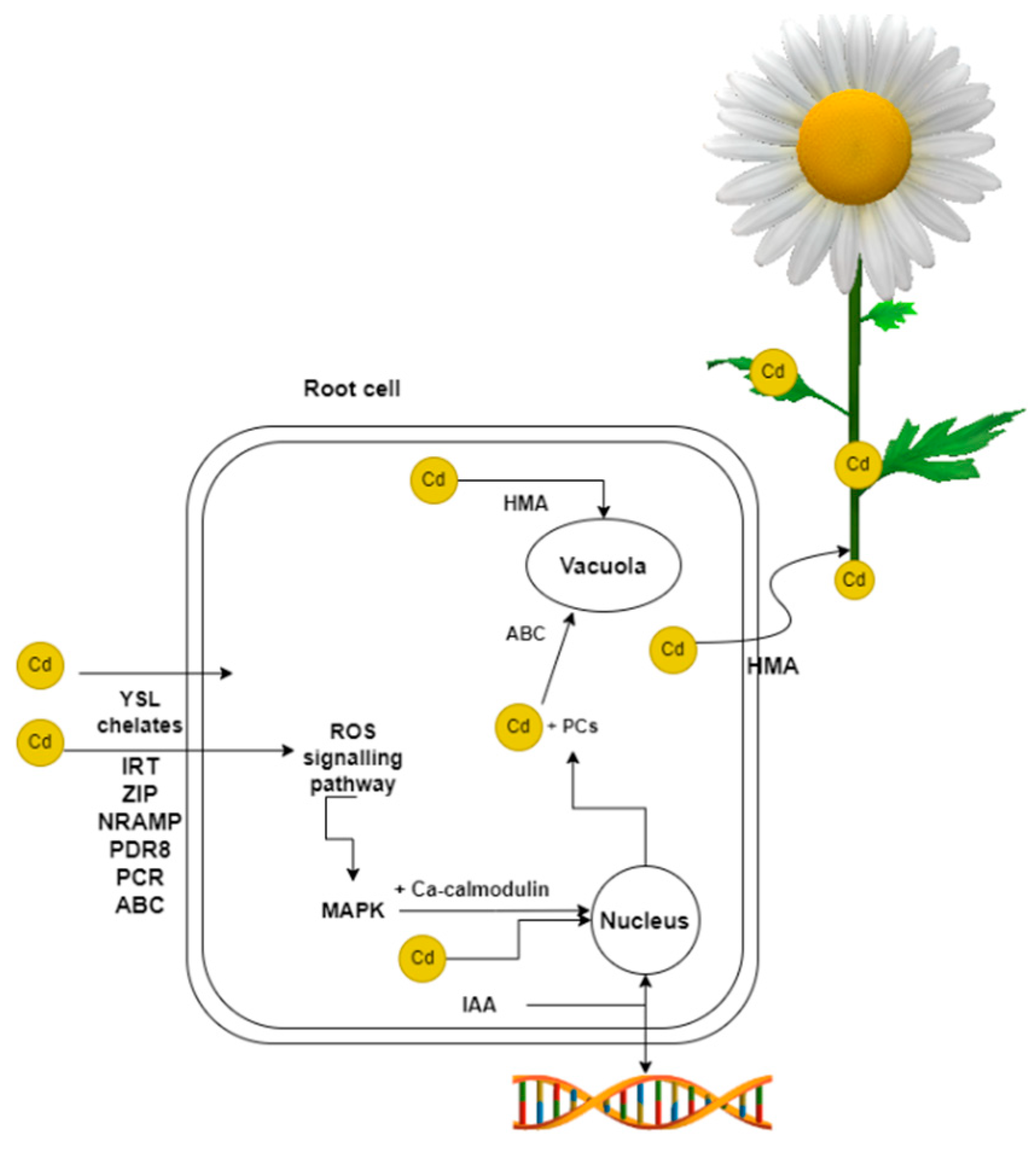 Plants 12 01848 g001