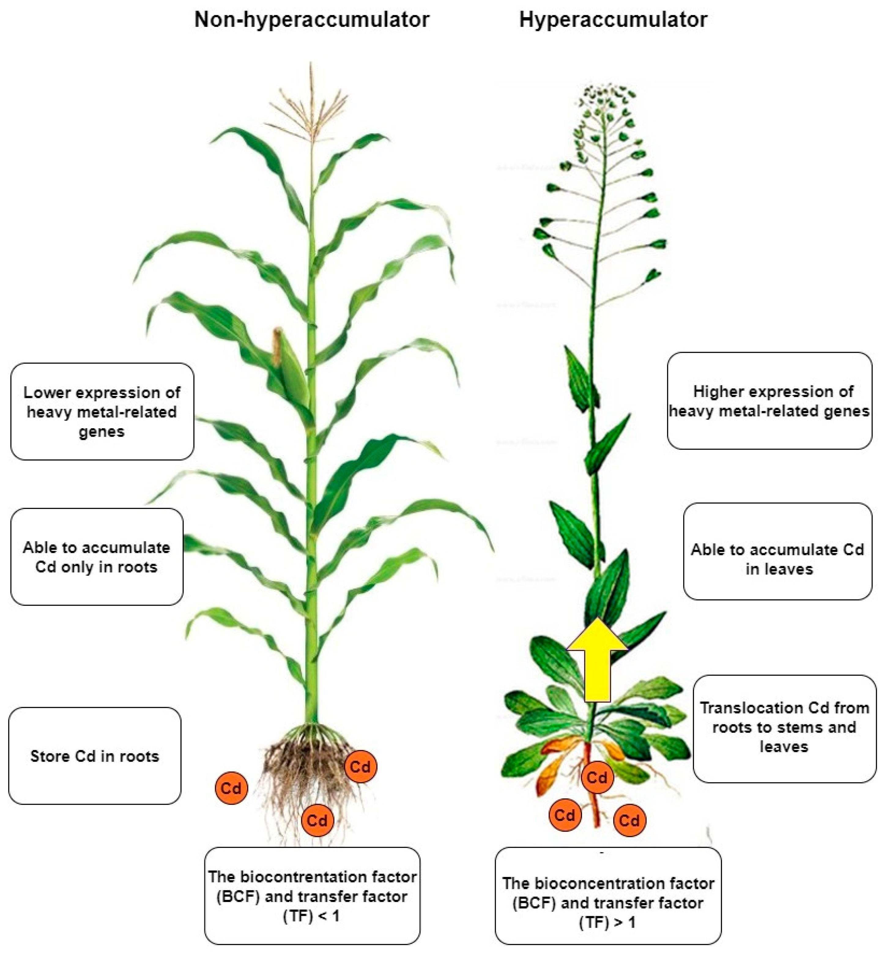 Plants 12 01848 g002
