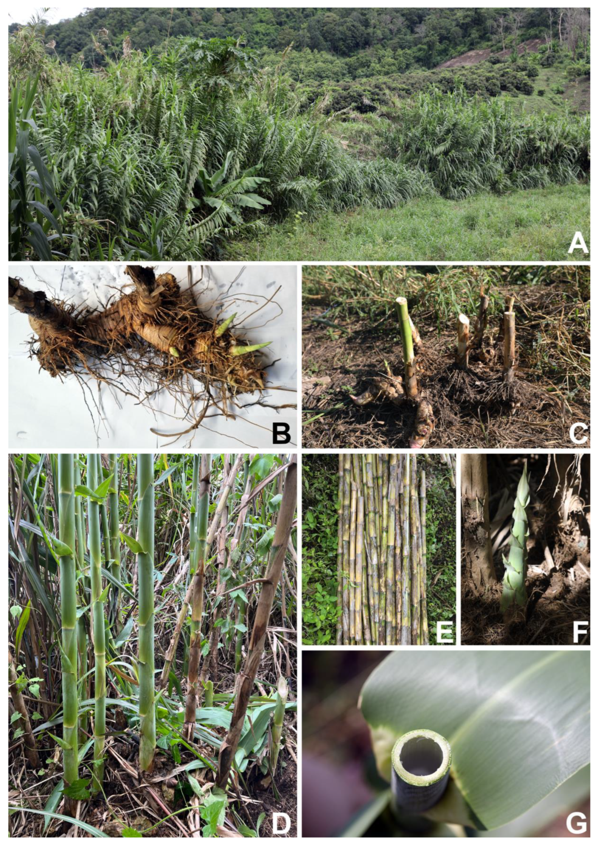 Plants 12 01850 g003 550