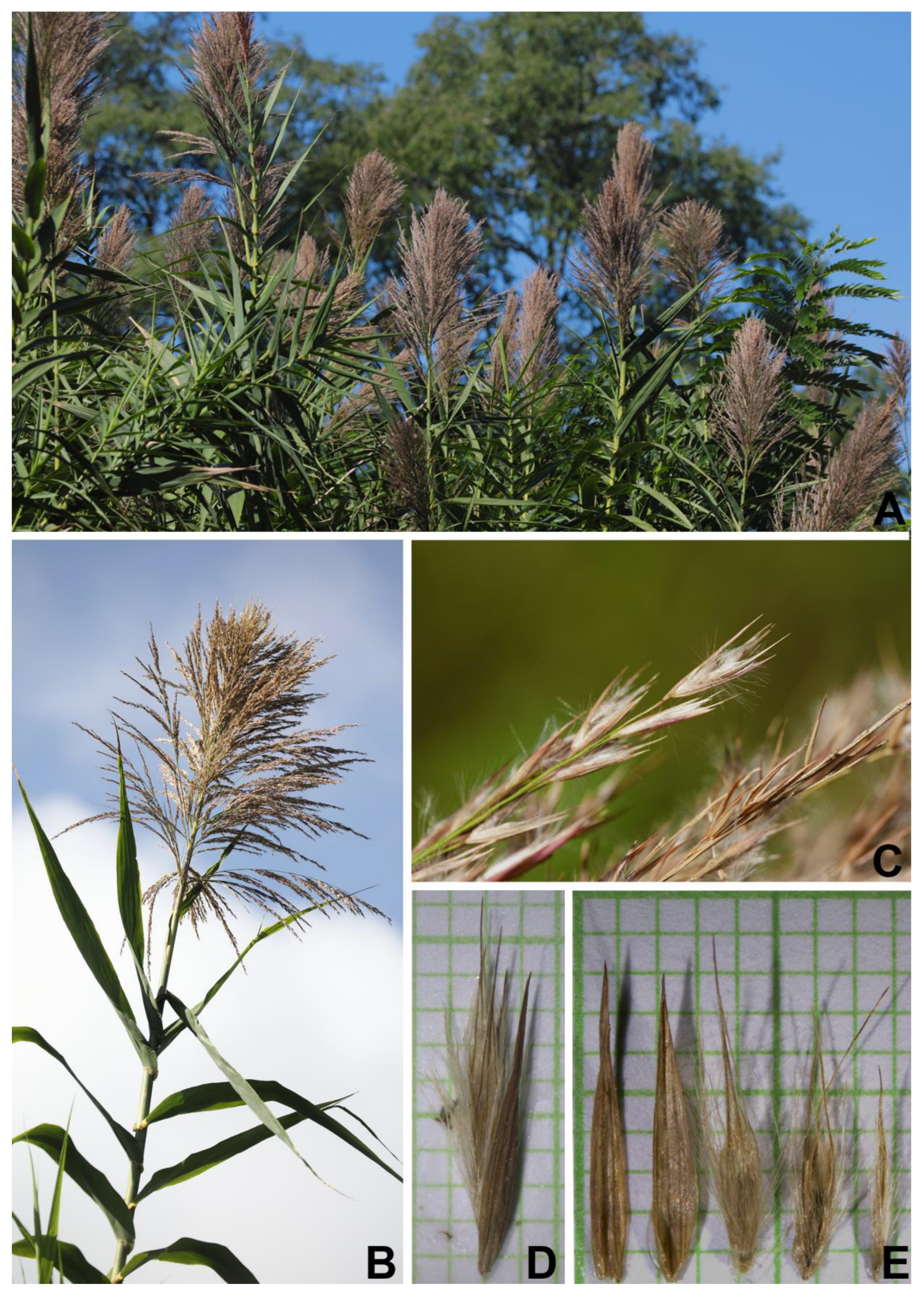 Plants 12 01850 g005 550