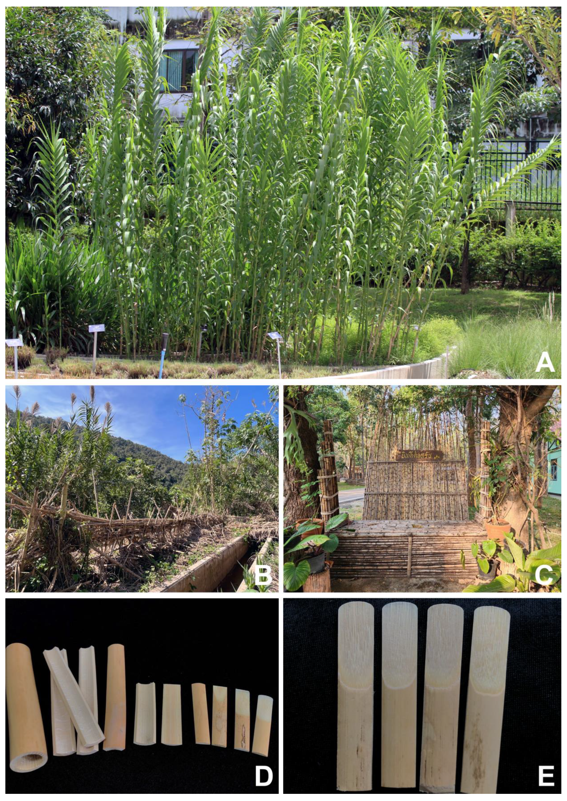 Plants 12 01850 g010 550