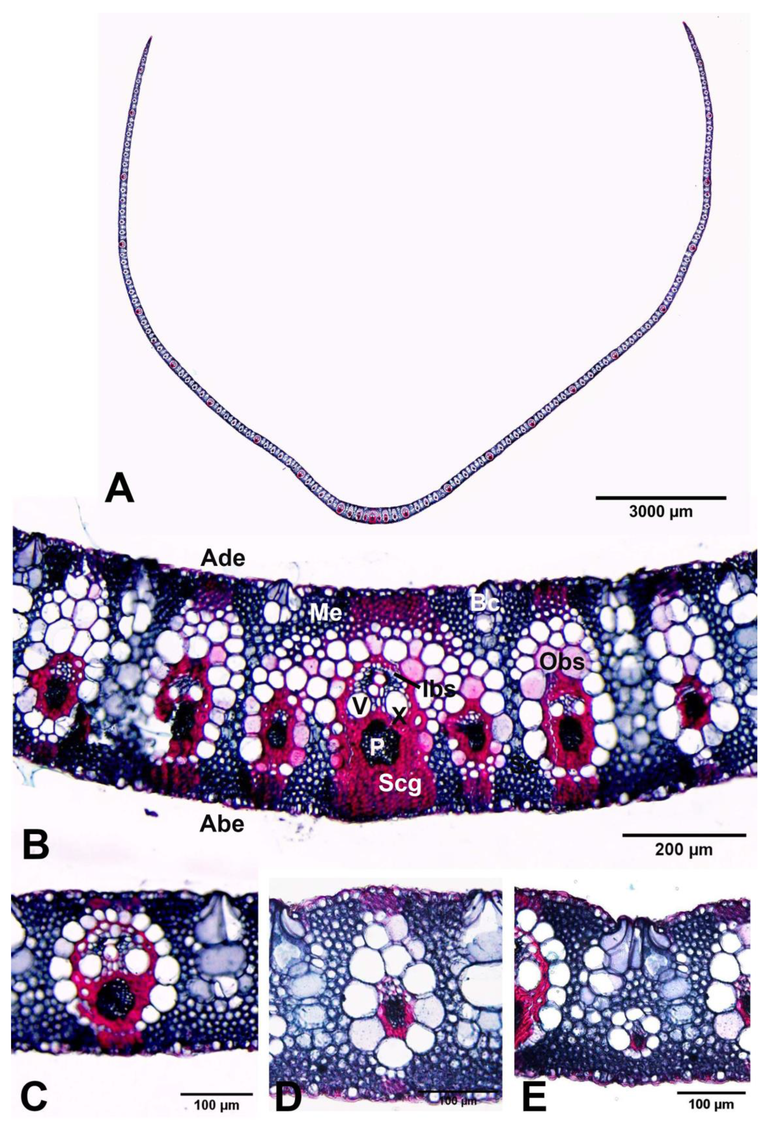 Plants 12 01850 g012 550