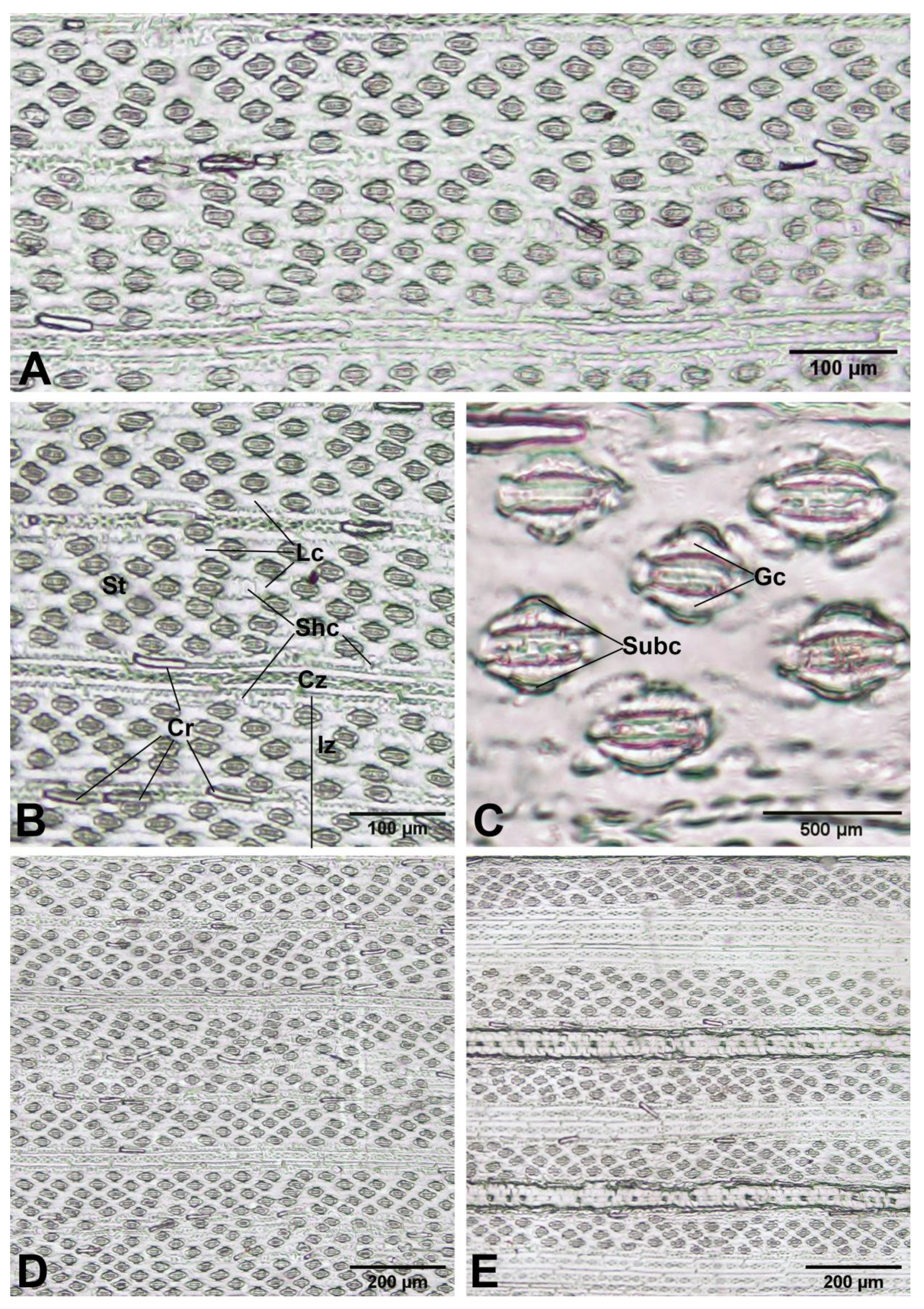 Plants 12 01850 g013 550