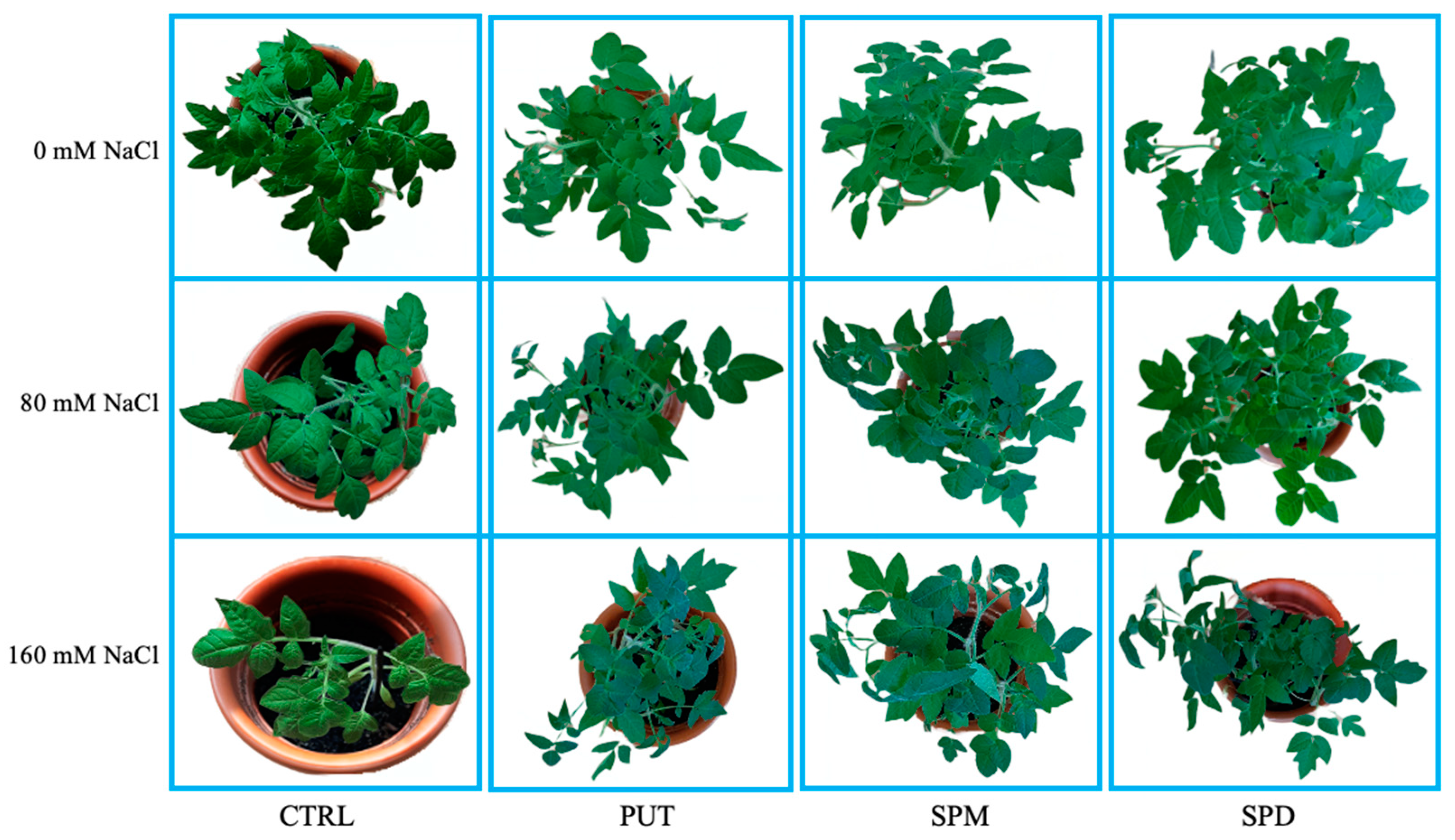 Plants 12 01855 g002 Plants 12 01855 g002